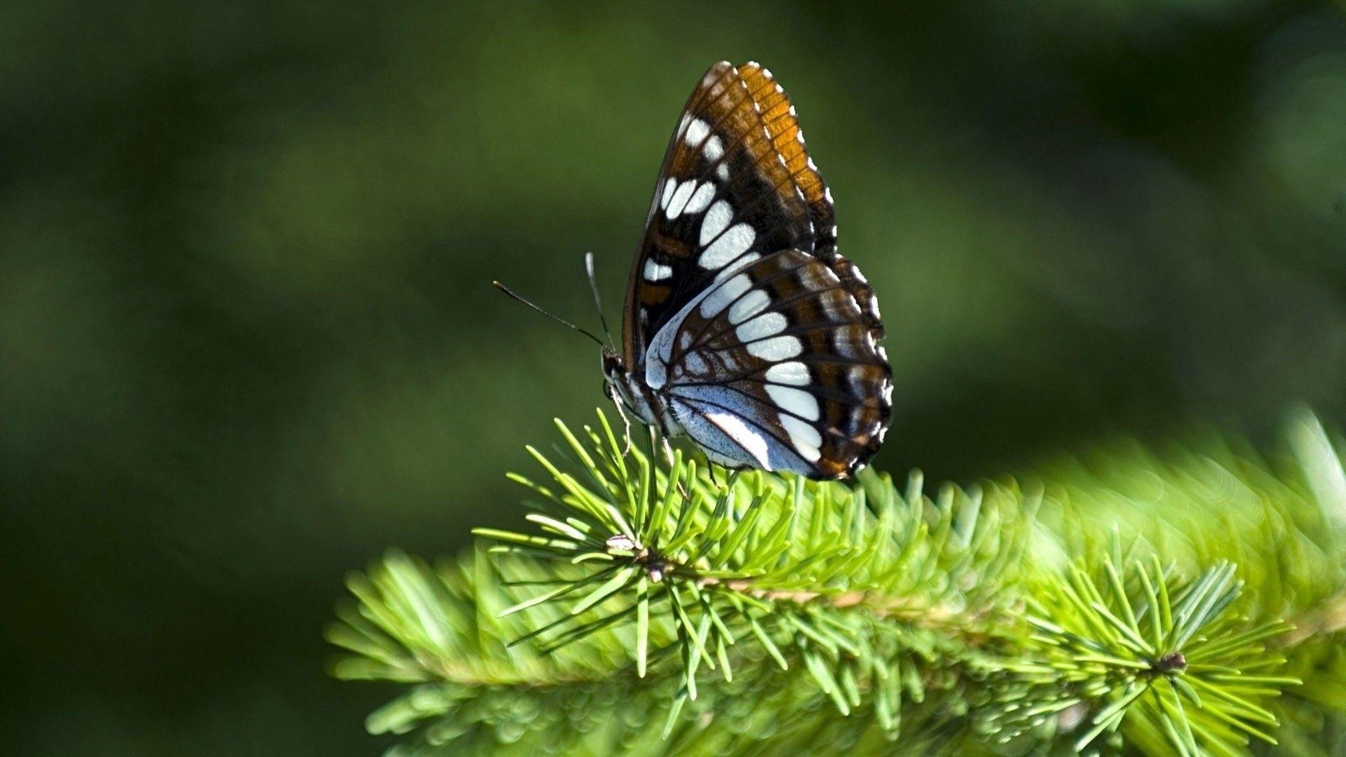 Butterfly Nature