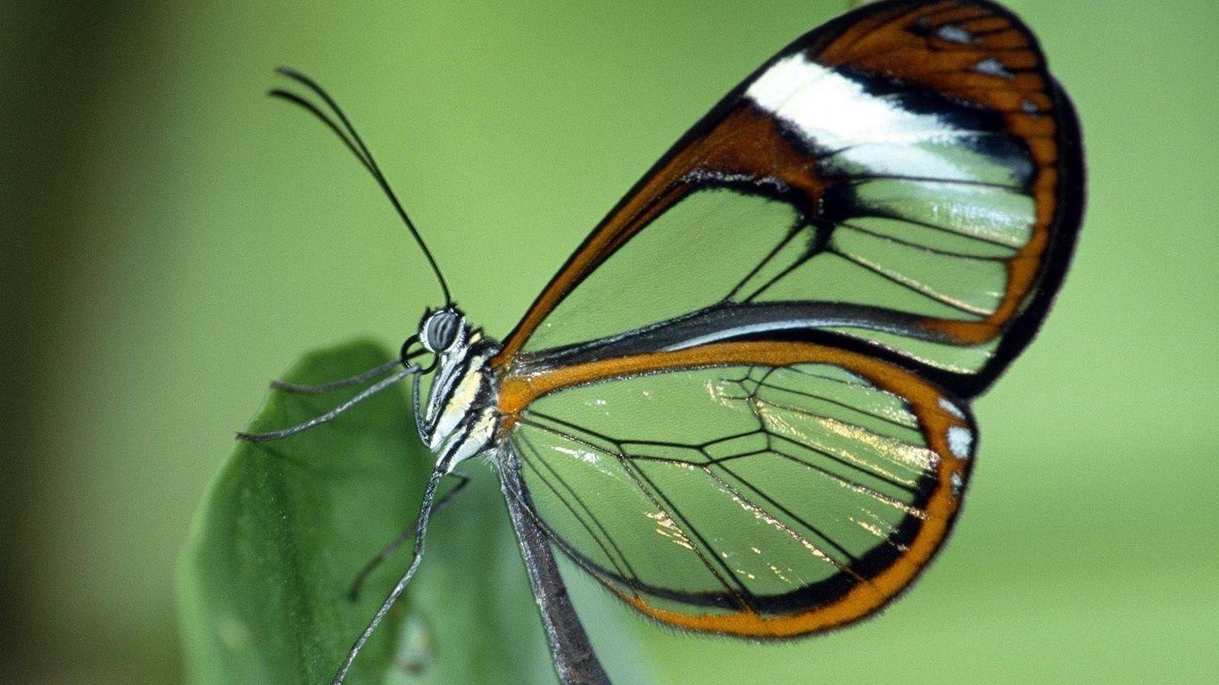 Butterfly Nature Wallpapers HD - Wallpaper Cave