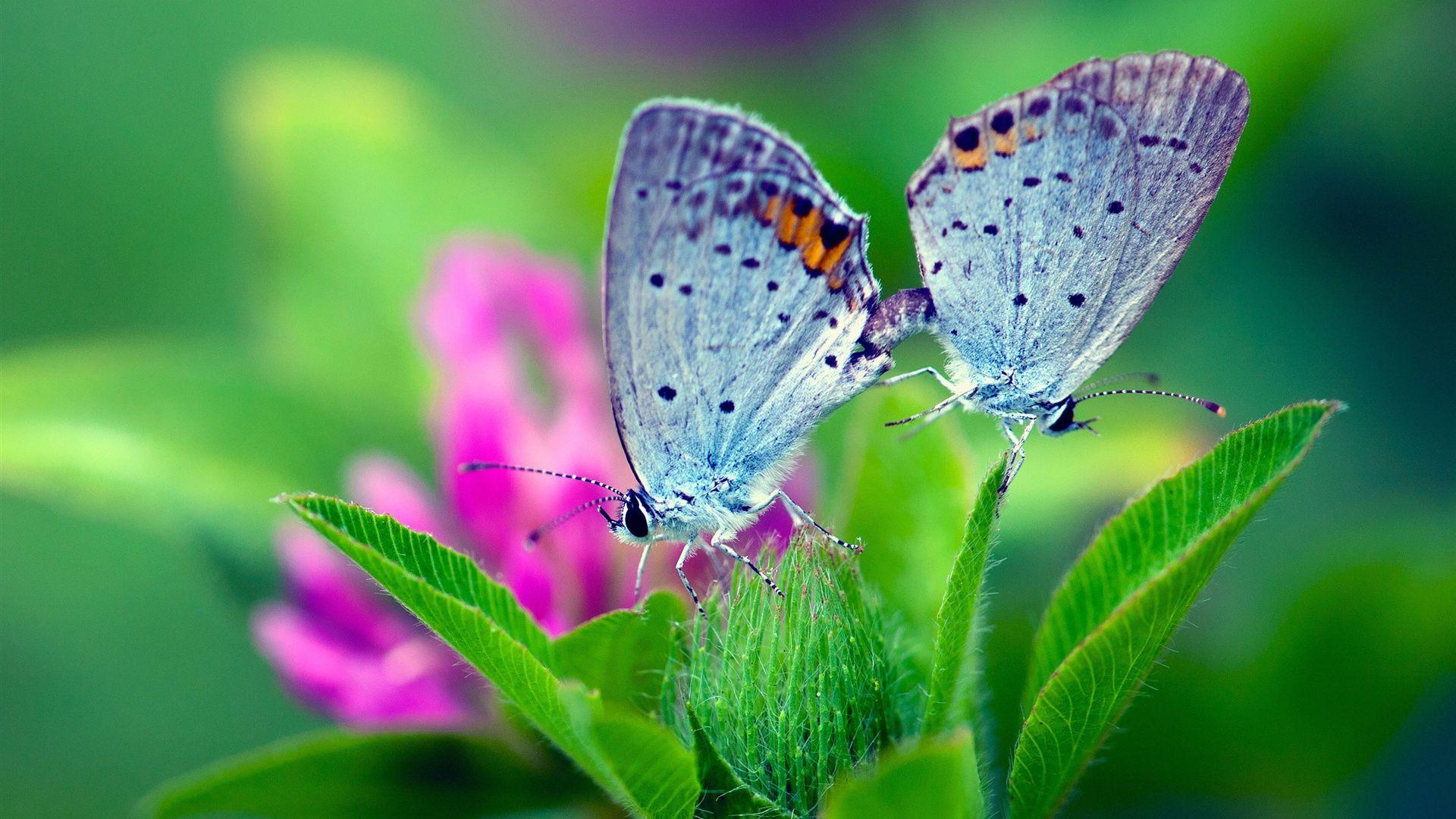 Spring Flowers And Butterflies Background Wallpaper. I HD Image