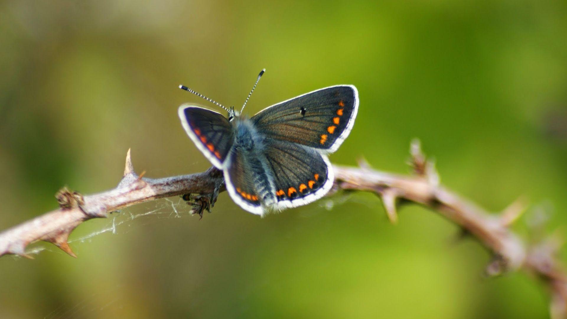 Brown Argus Butterfly in Nature for Wallpaper. HD Wallpaper