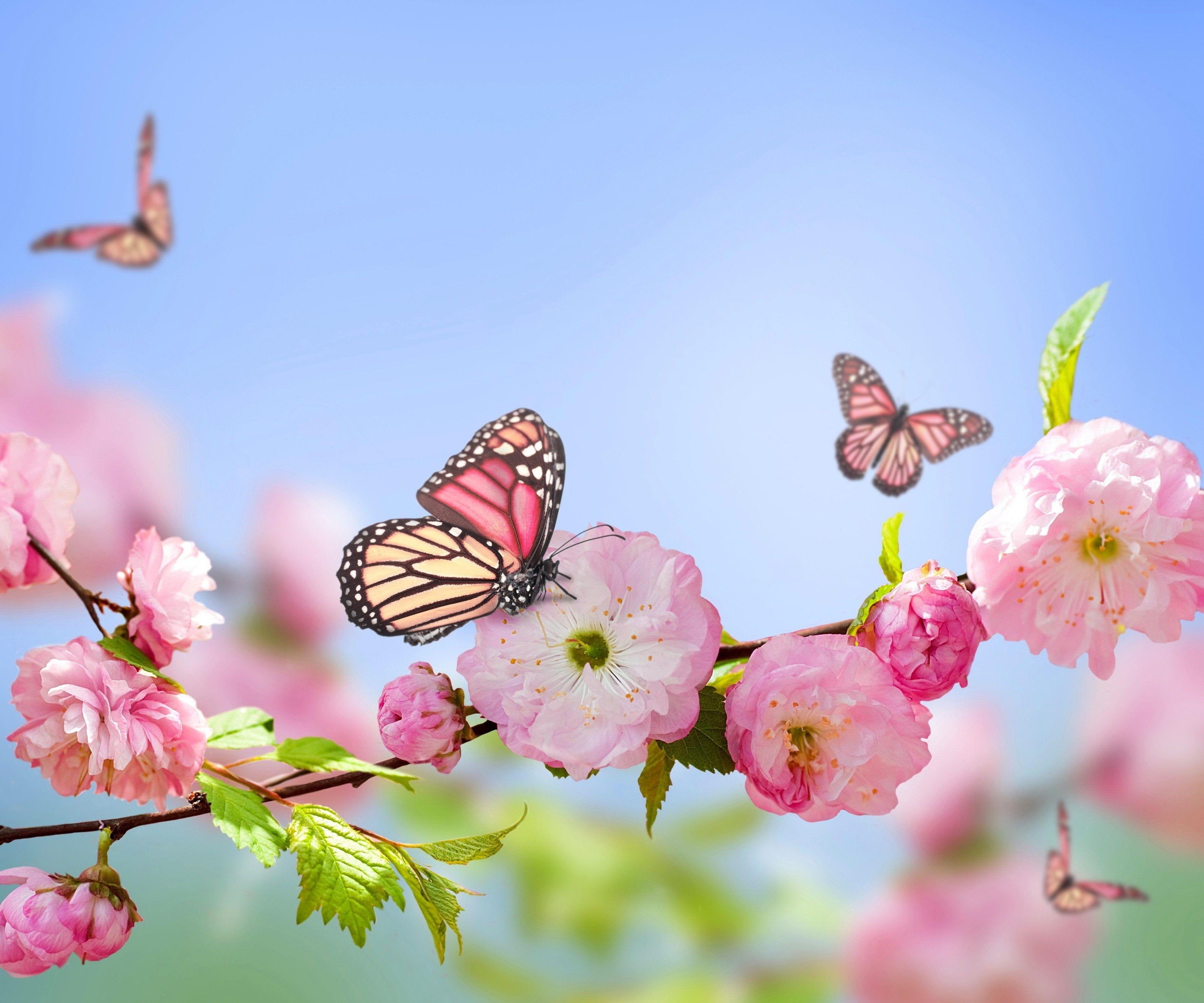 butterfly, Nature, Flowers, Pink Flowers, Blossoms Wallpaper HD