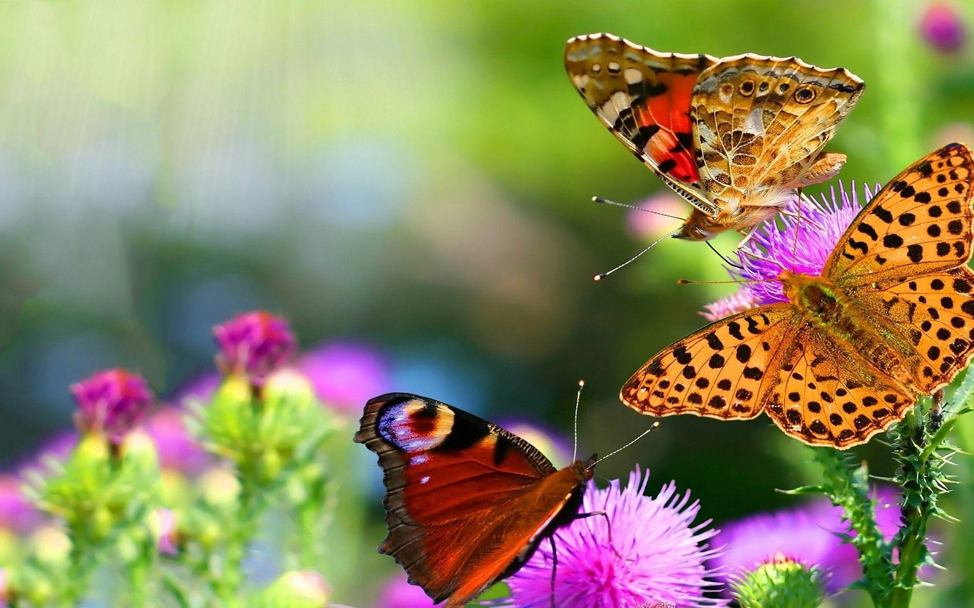 Widescreen Flower And Butterfly Background Wide Qiq On Download