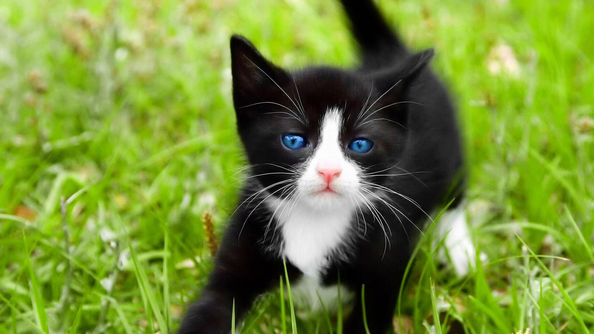 cute kittens & cats photo. Black and White Kitten Wallpaper