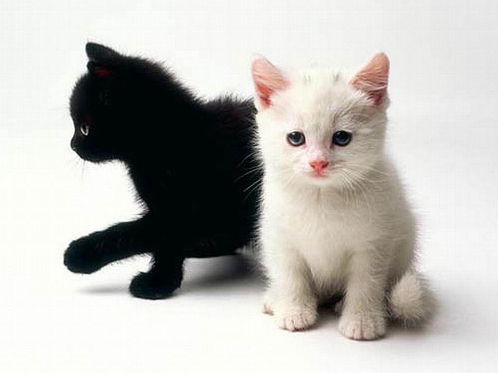 Black and White Kitten HD Wallpaper, Background Image