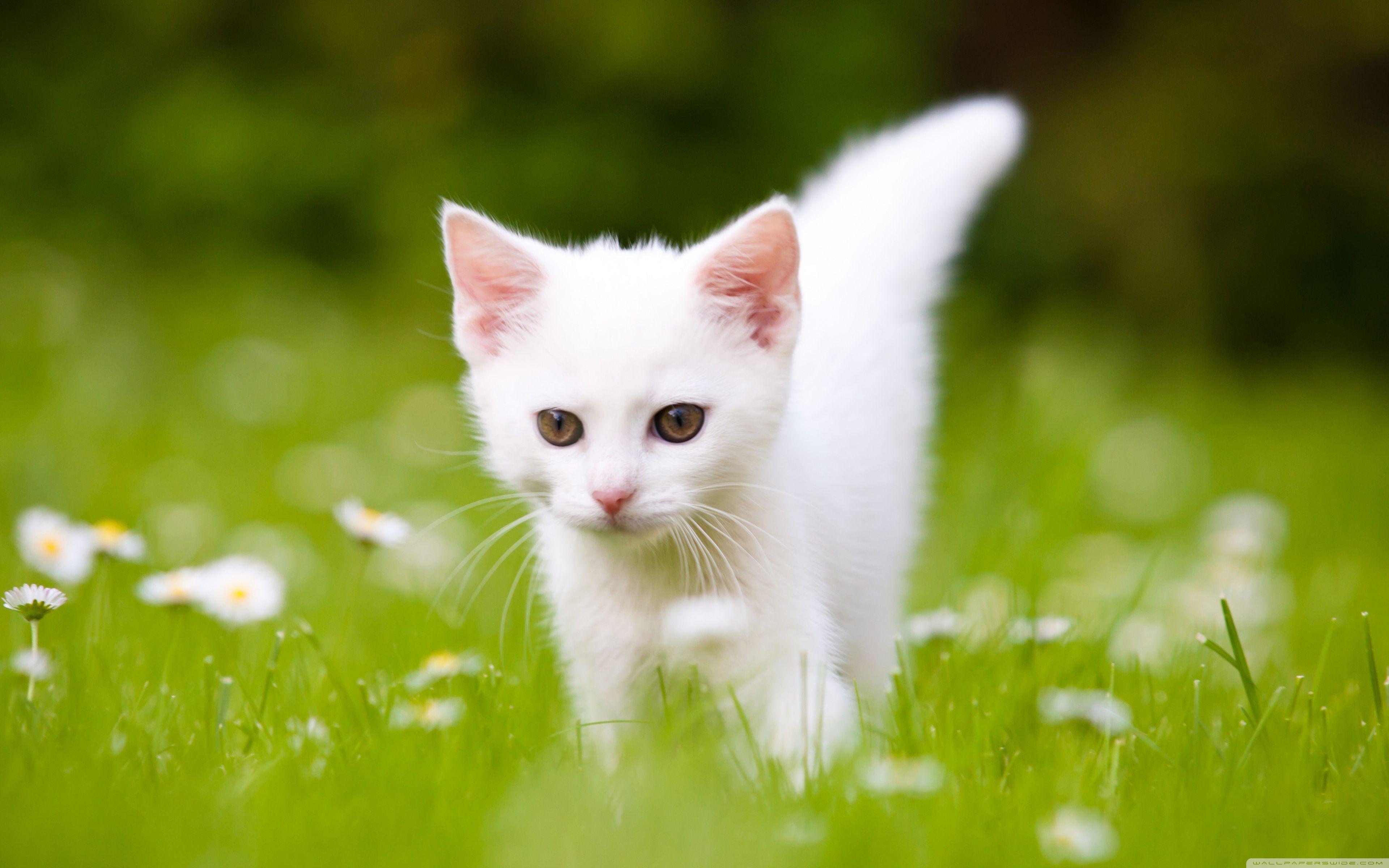 Cute White Kitten ❤ 4K HD Desktop Wallpaper for 4K Ultra HD TV