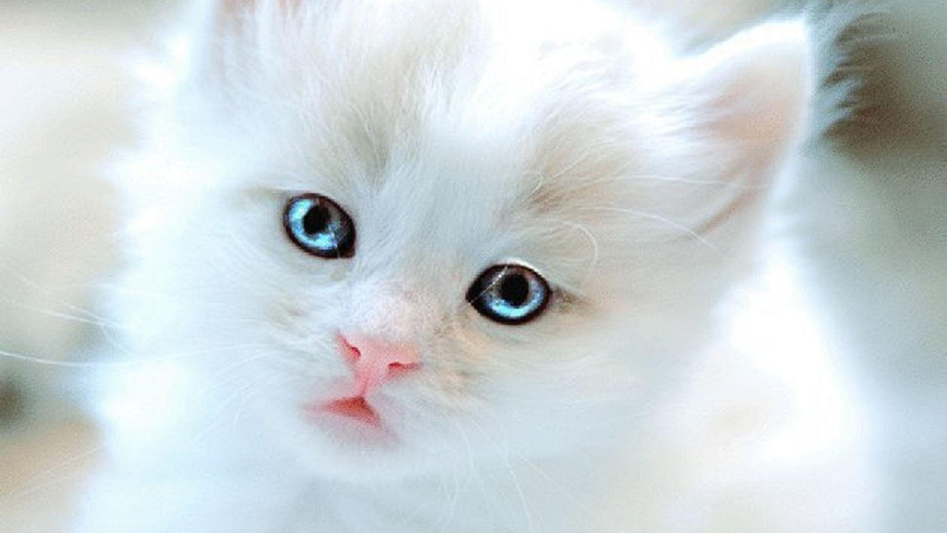 cute white kitten wallpapers