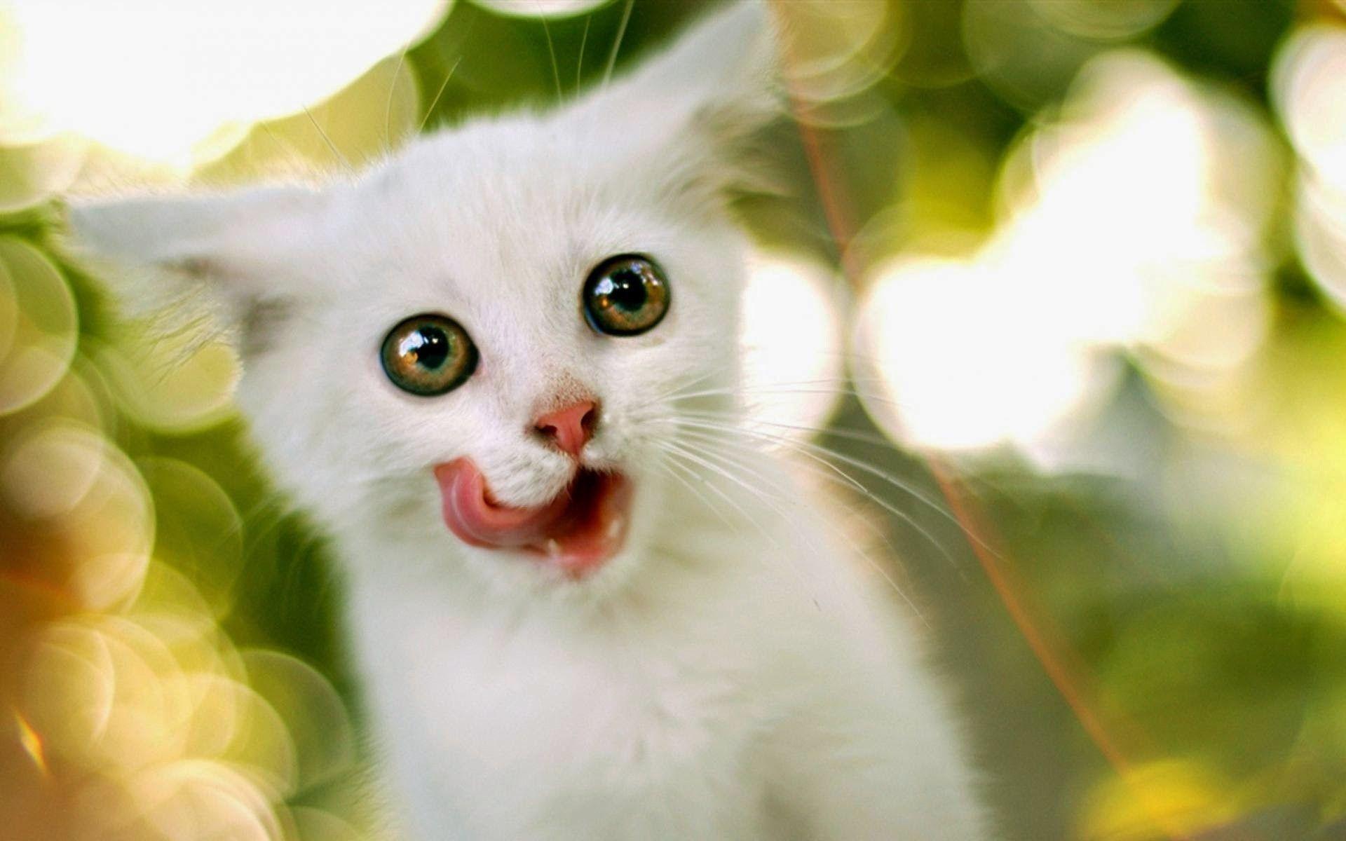 Kittens wallpaperDownload free stunning full HD wallpaper