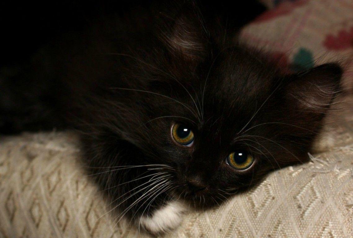 Cat: Black Fur Cute Animal Kitty Cutie White Cat Kitten Wallpaper