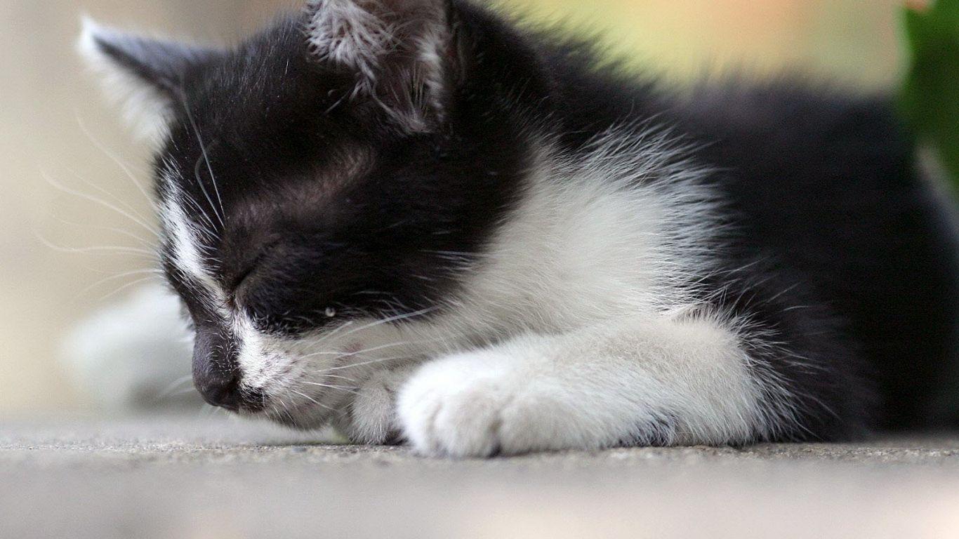 Very Cute Kittens Wallpaper HD Picture Image Photo Background
