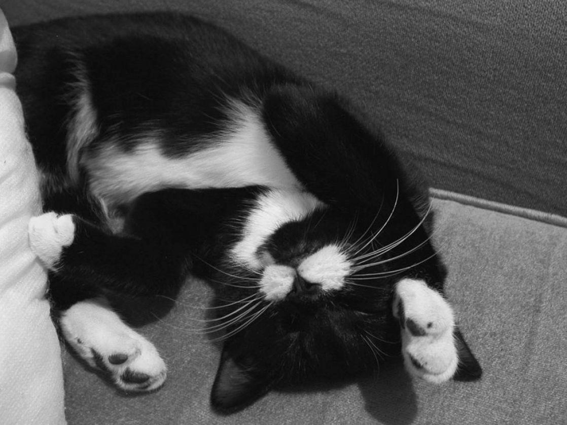 Черно белый котенок спит