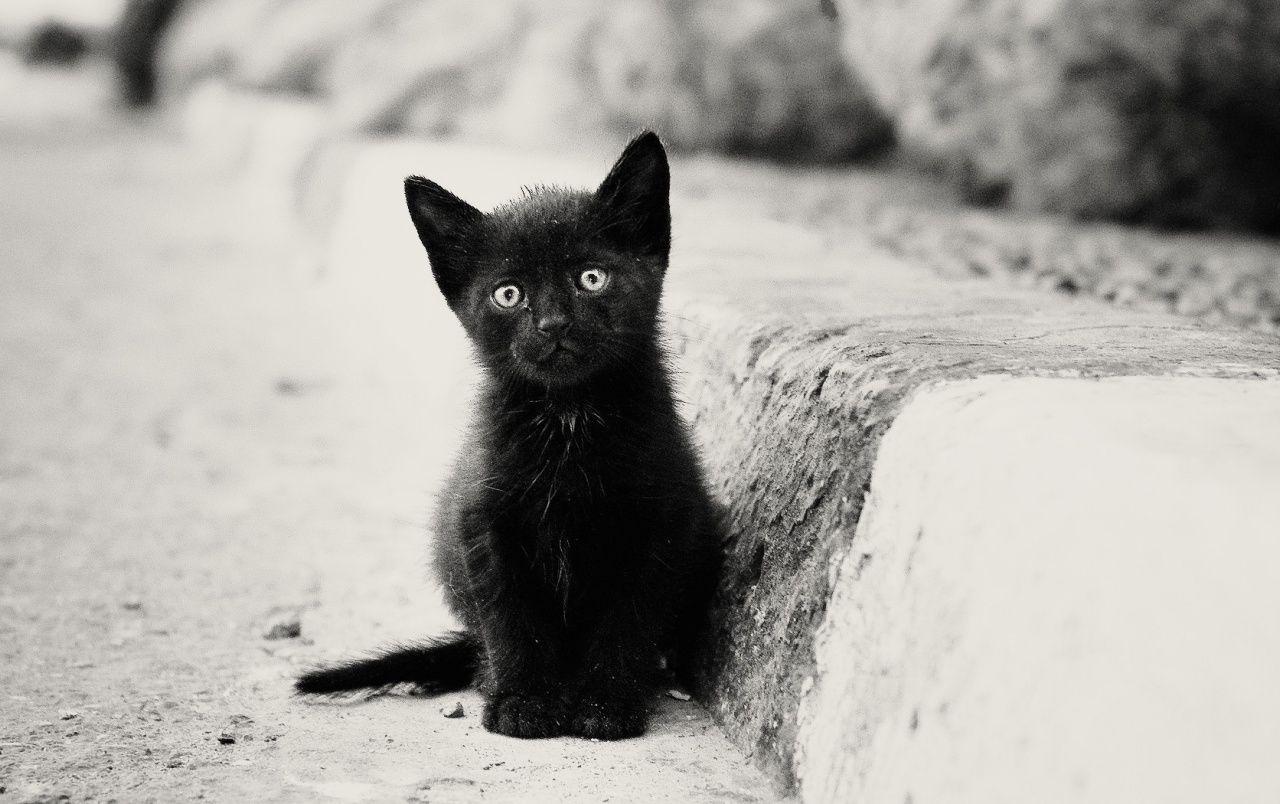 Lonely Black Kitten wallpaper. Lonely Black Kitten