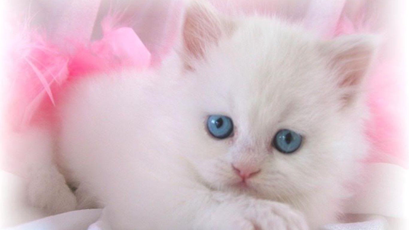 cute white kittens wallpaper Collection