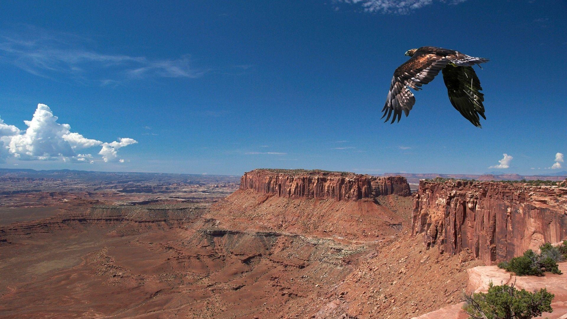 Full HD Wallpaper grand canyon eagle desert, Desktop Background HD