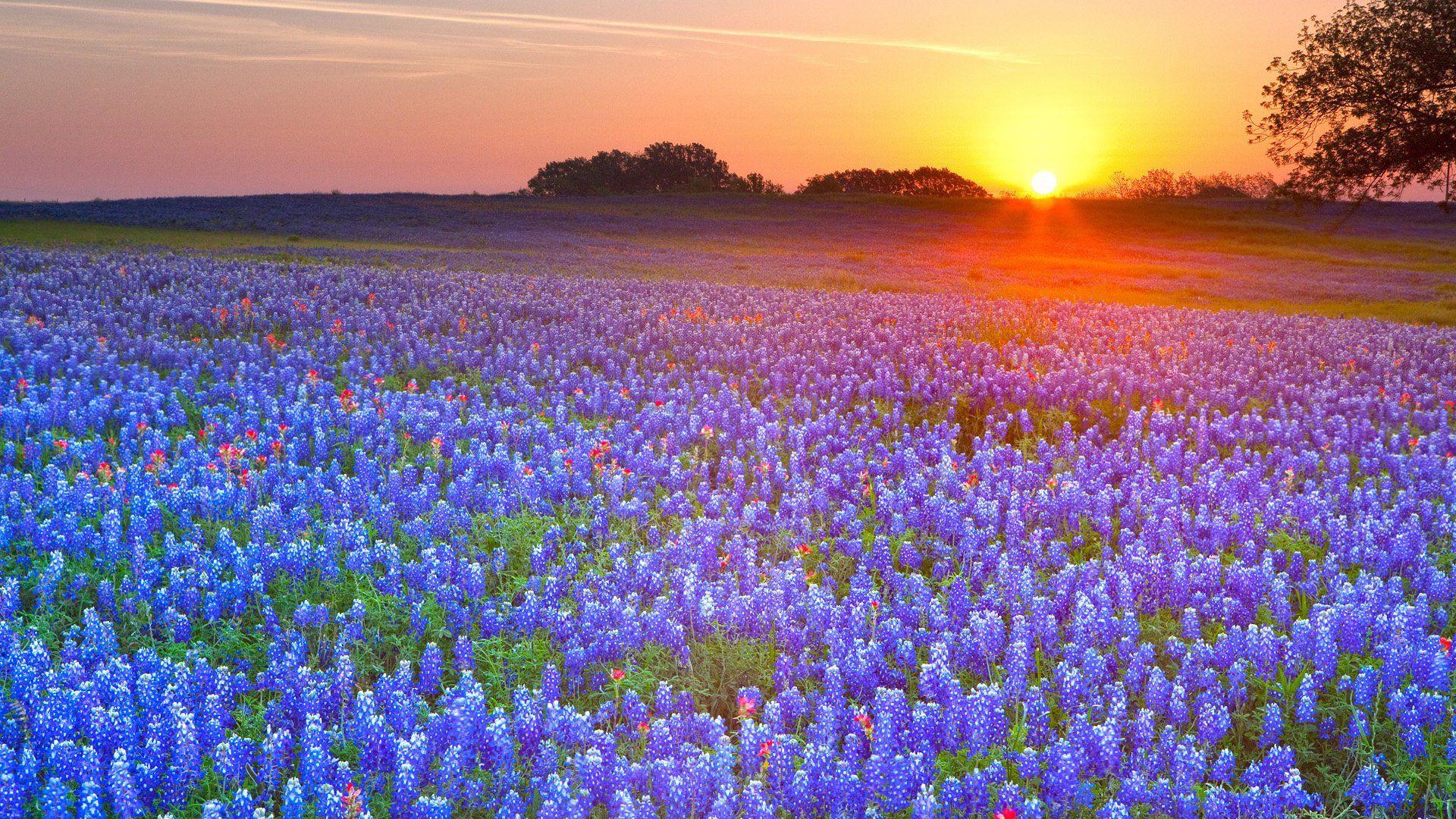 Texas Bluebonnets HD Wallpaper and Background Image