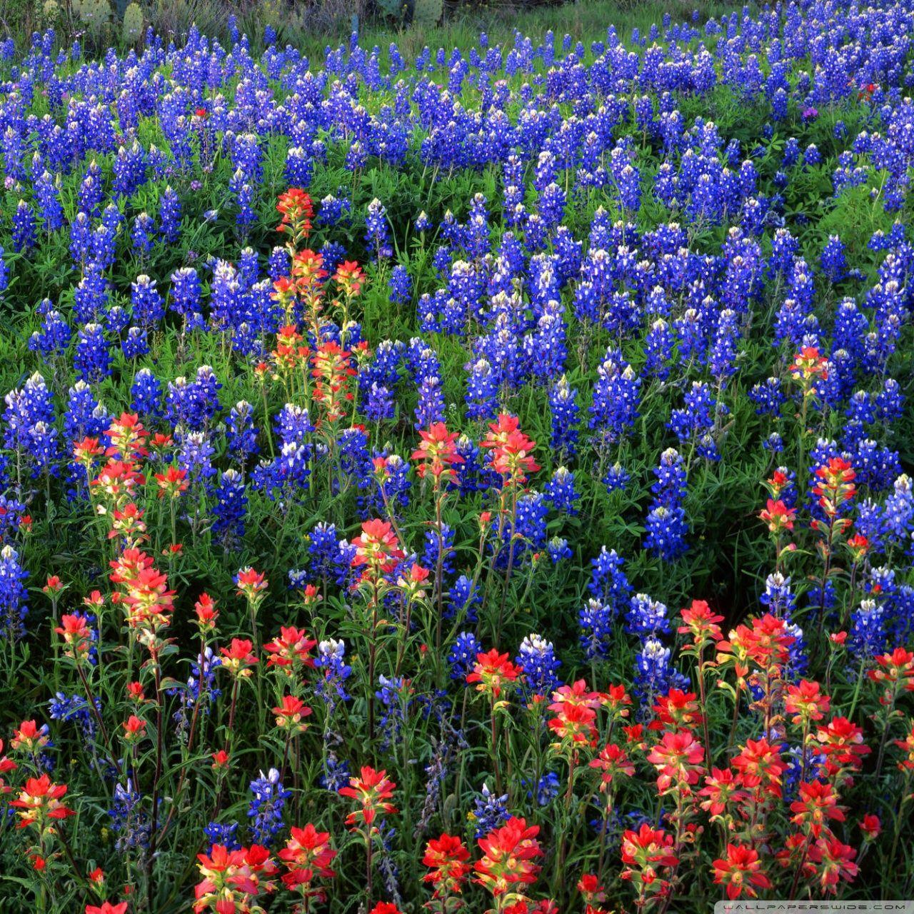 720 Bluebonnet Texas Vertical Flower Stock Photos Pictures  RoyaltyFree  Images  iStock