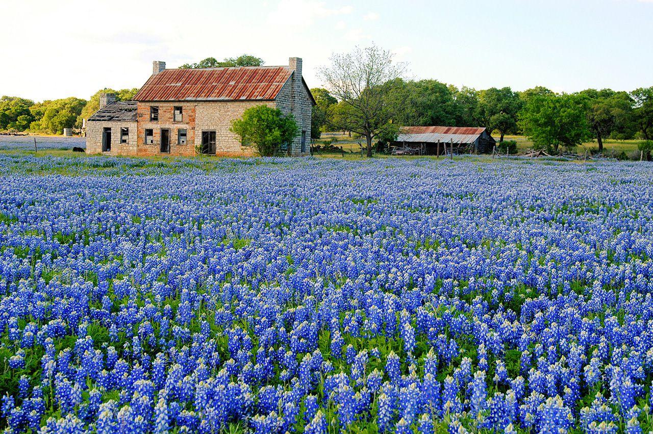 Texas Bluebonnets Wallpapers and Backgrounds Image.