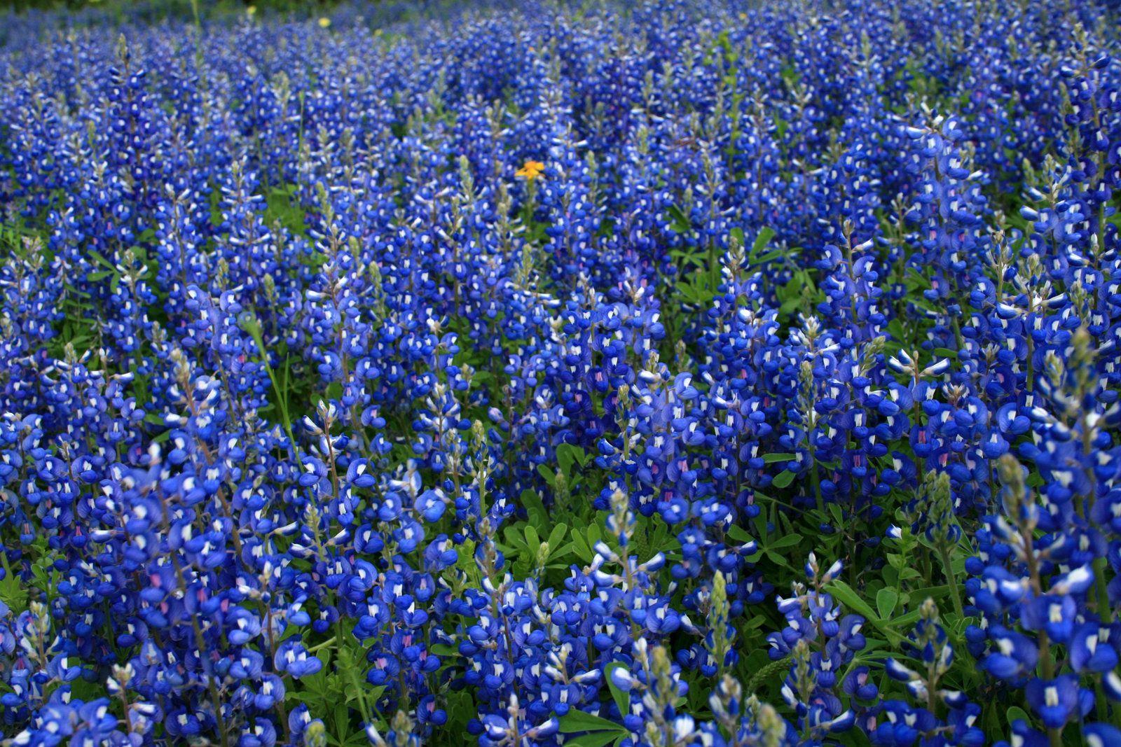 bluebonnets wallpaper. Blue bonnets, Blue