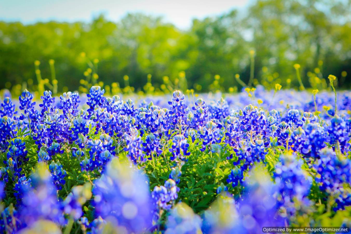 Bluebonnets Wallpapers - Wallpaper Cave