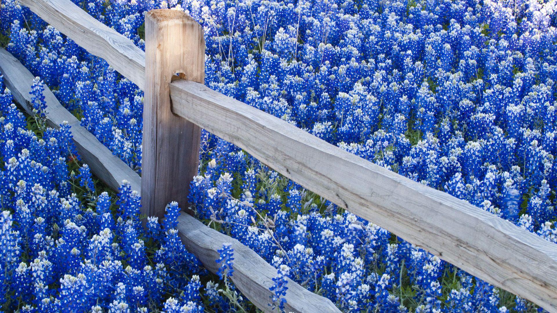 Download Fence Flower Nature Texas