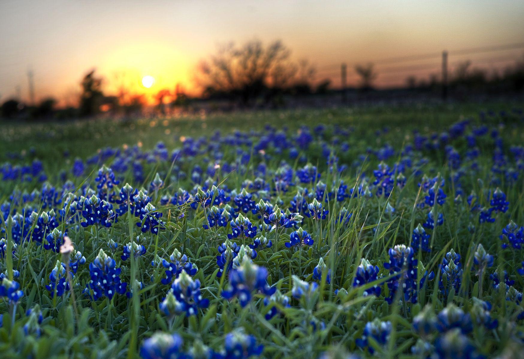 Texas Bluebonnets Wallpaper 12 X 1200