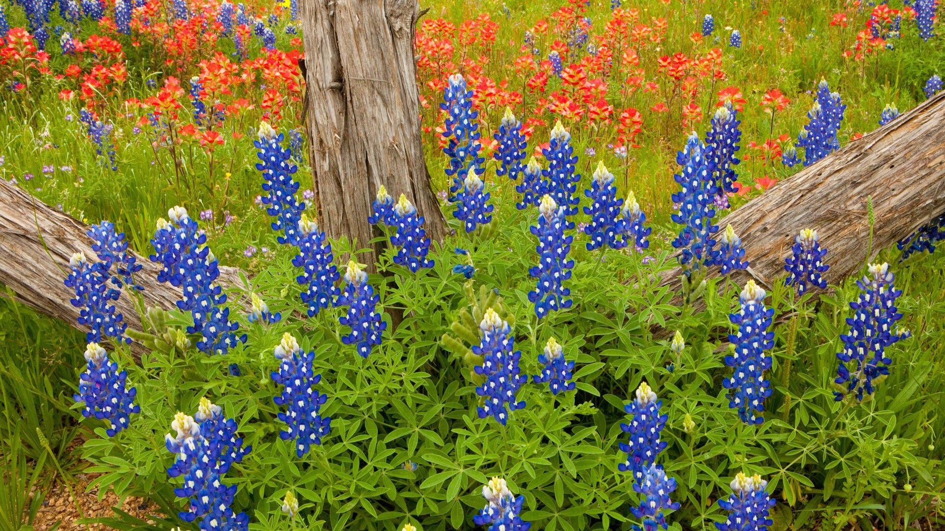 Wallpaper.wiki Bluebonnet Full HD Wallpaper PIC WPB0014333