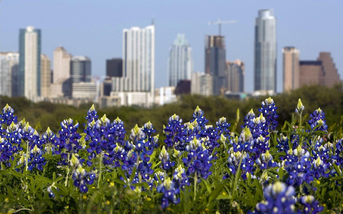 Texas Bluebonnets Wallpaper 6 X 901
