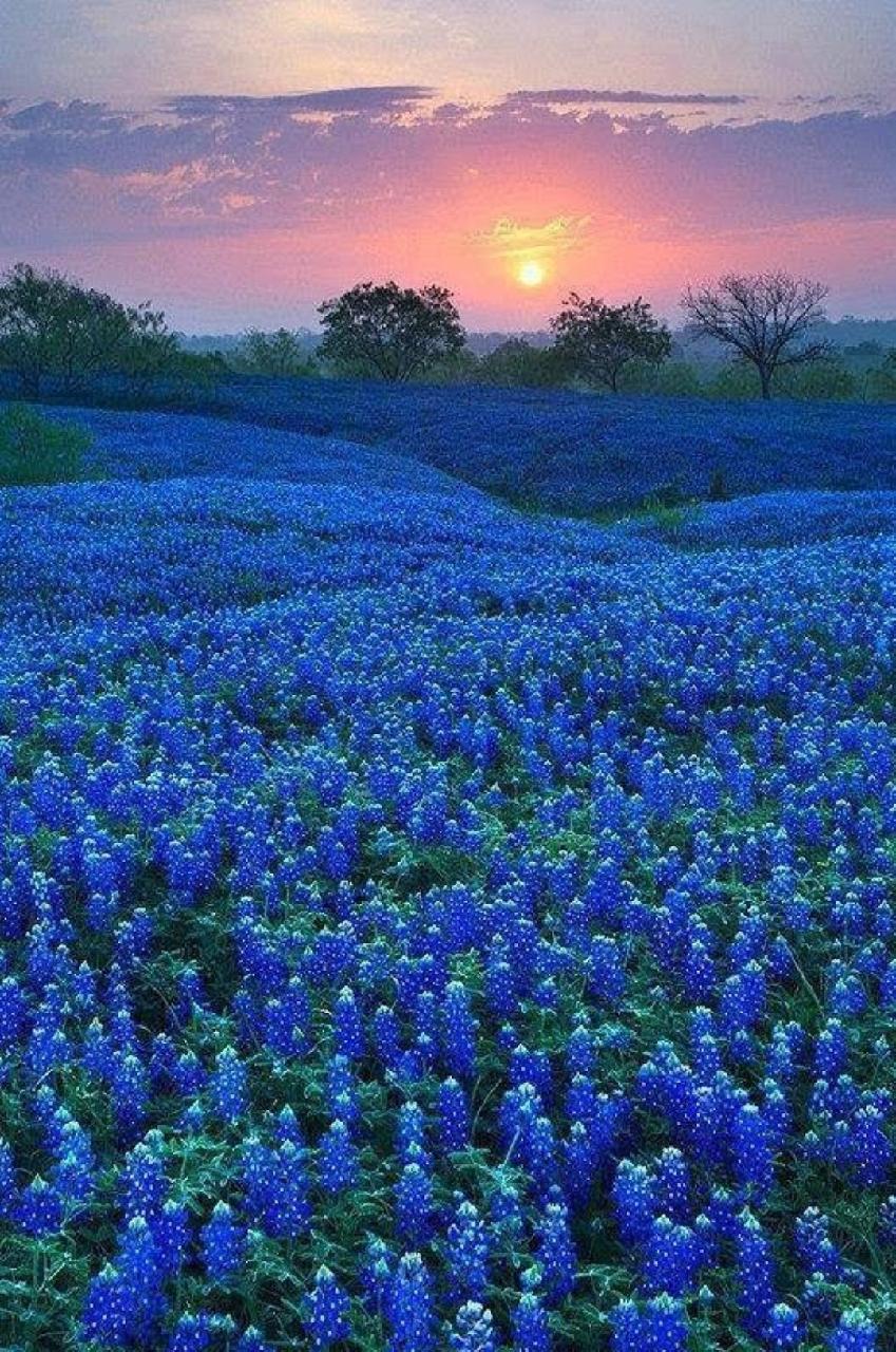 bluebonnet field Wallpaper