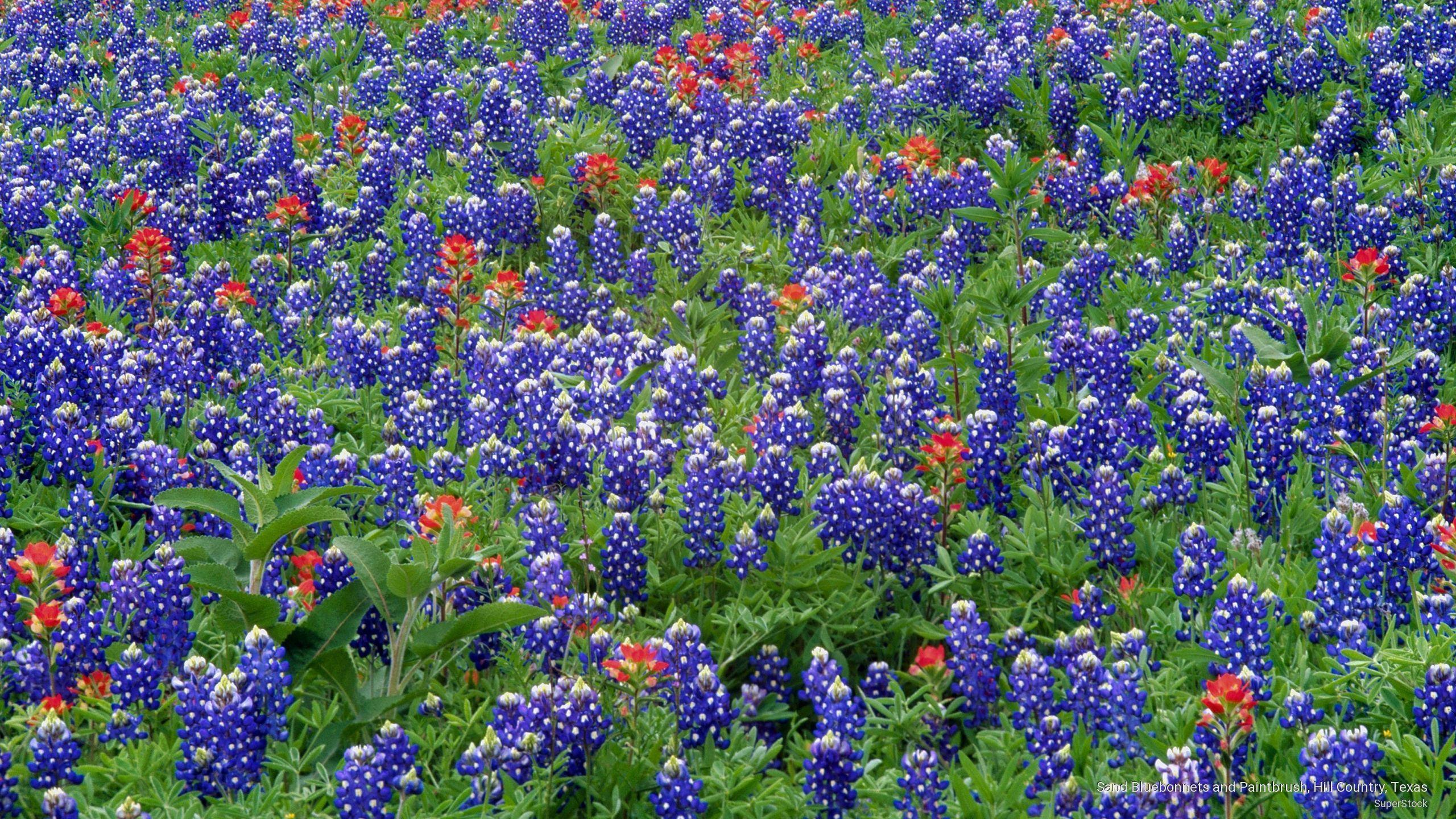 Sand Bluebonnets and Paintbrush, Hill Country, Texas. Facts