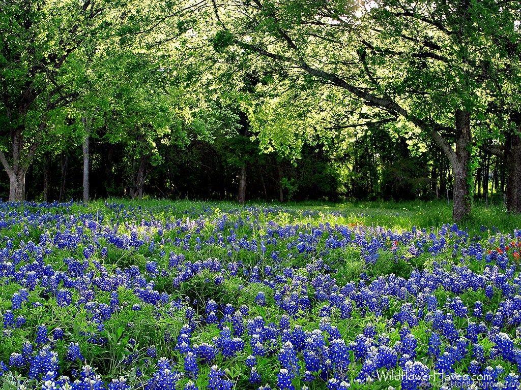 Bluebonnet Desktop Wallpaper HD Wallpaper Background Of Your