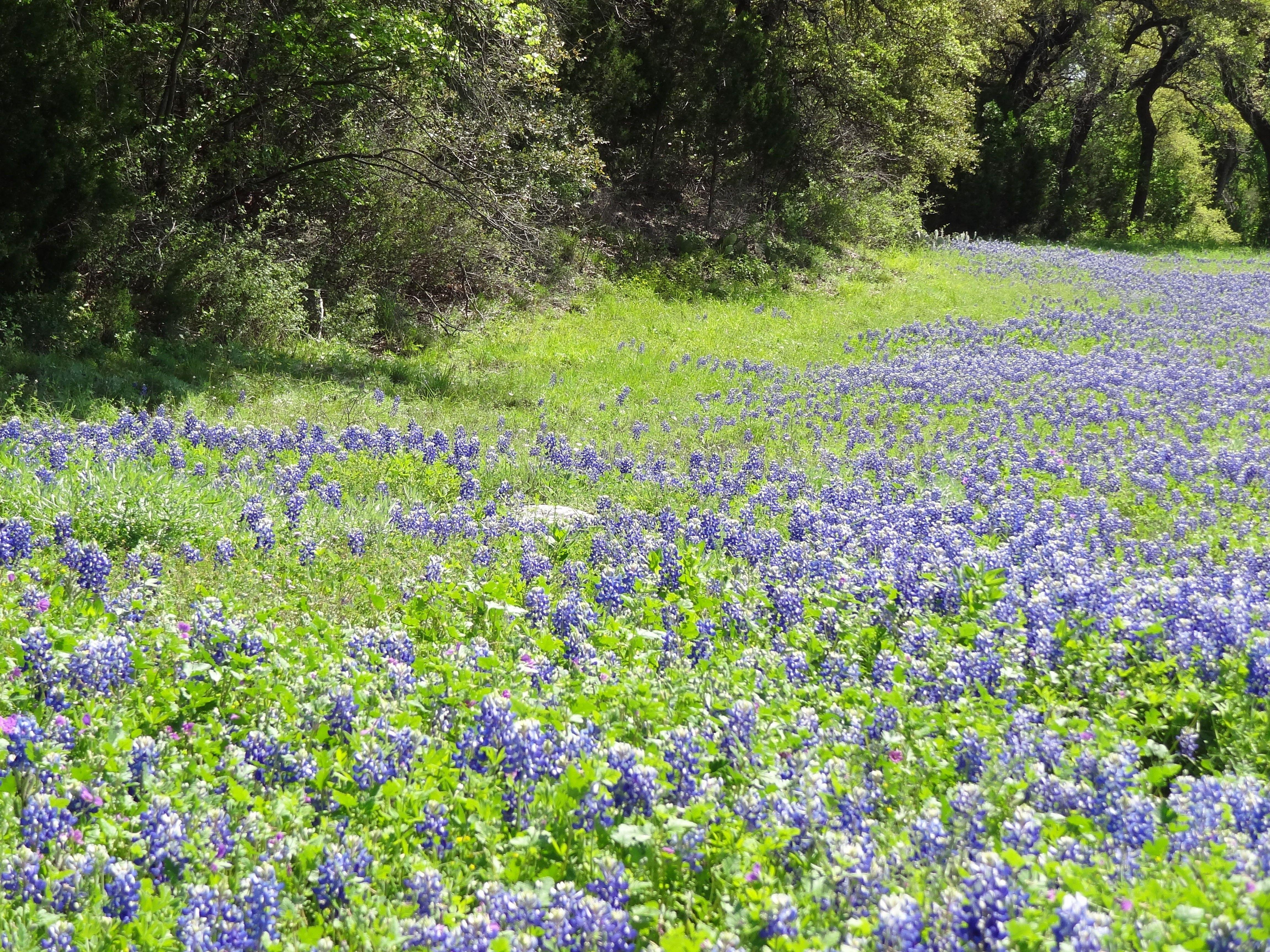 Texas bluebonnets in bloom wallpaper. PC