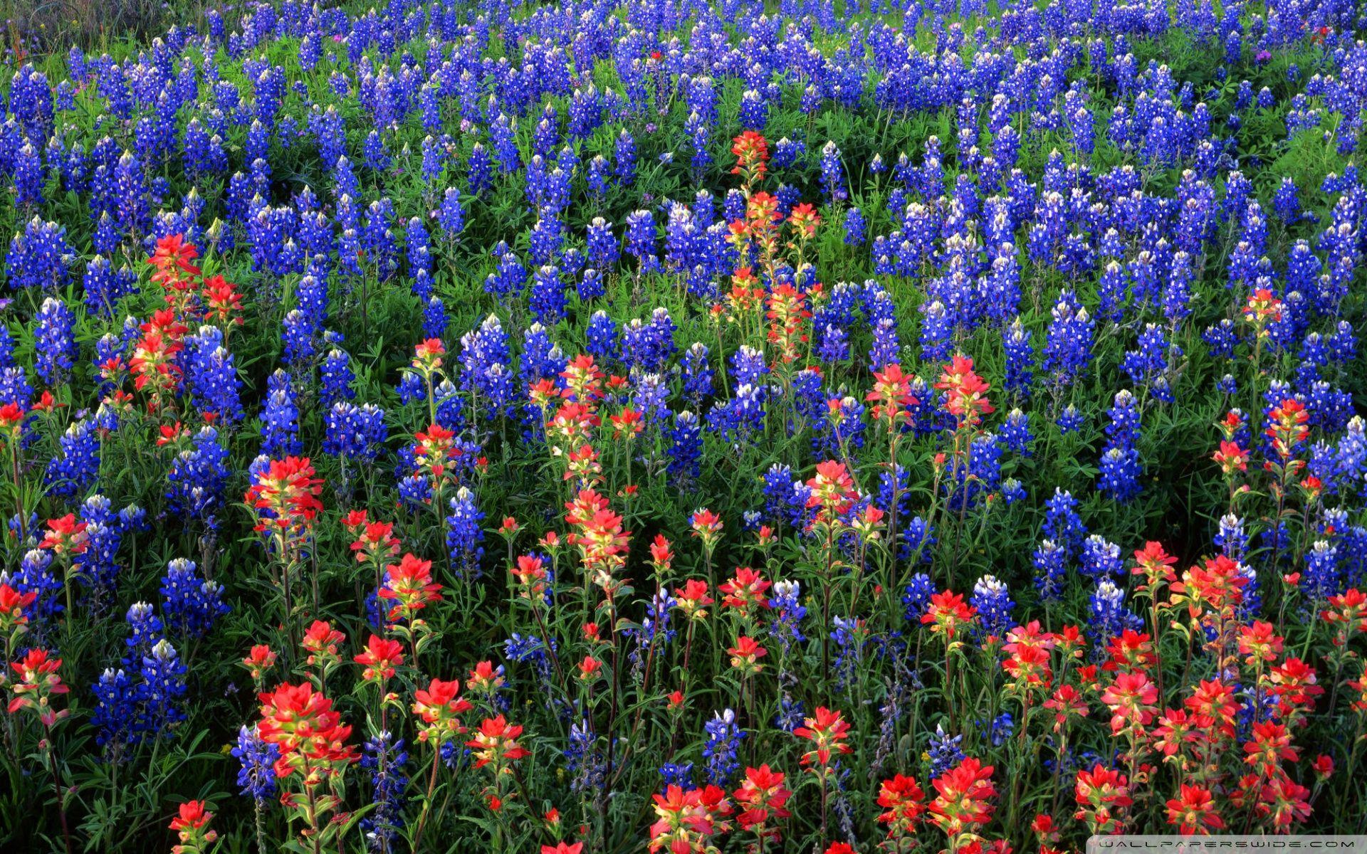 Texas Bluebonnets Wallpaper 4 X 1200