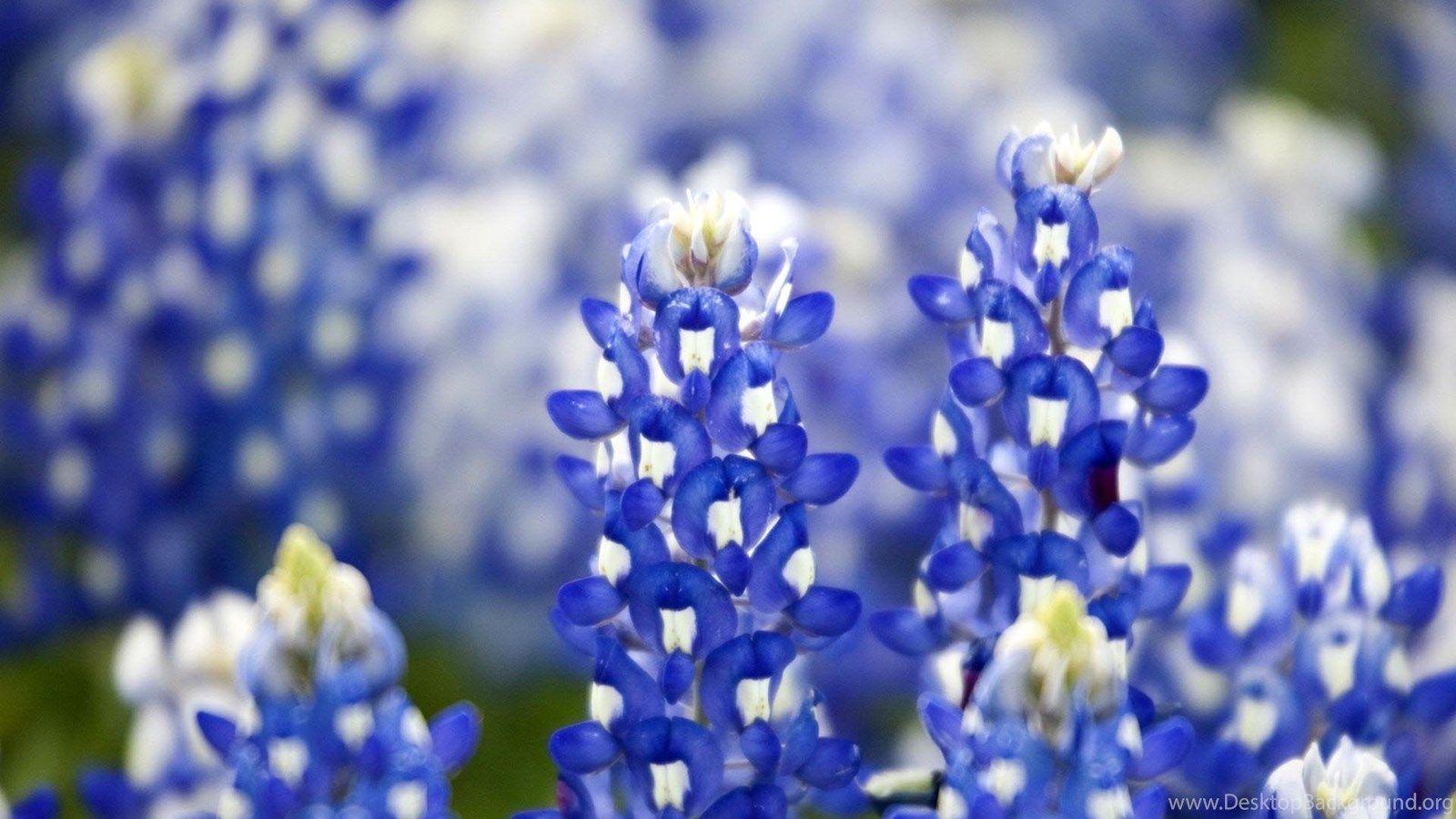 Bluebonnets Wallpapers - Wallpaper Cave