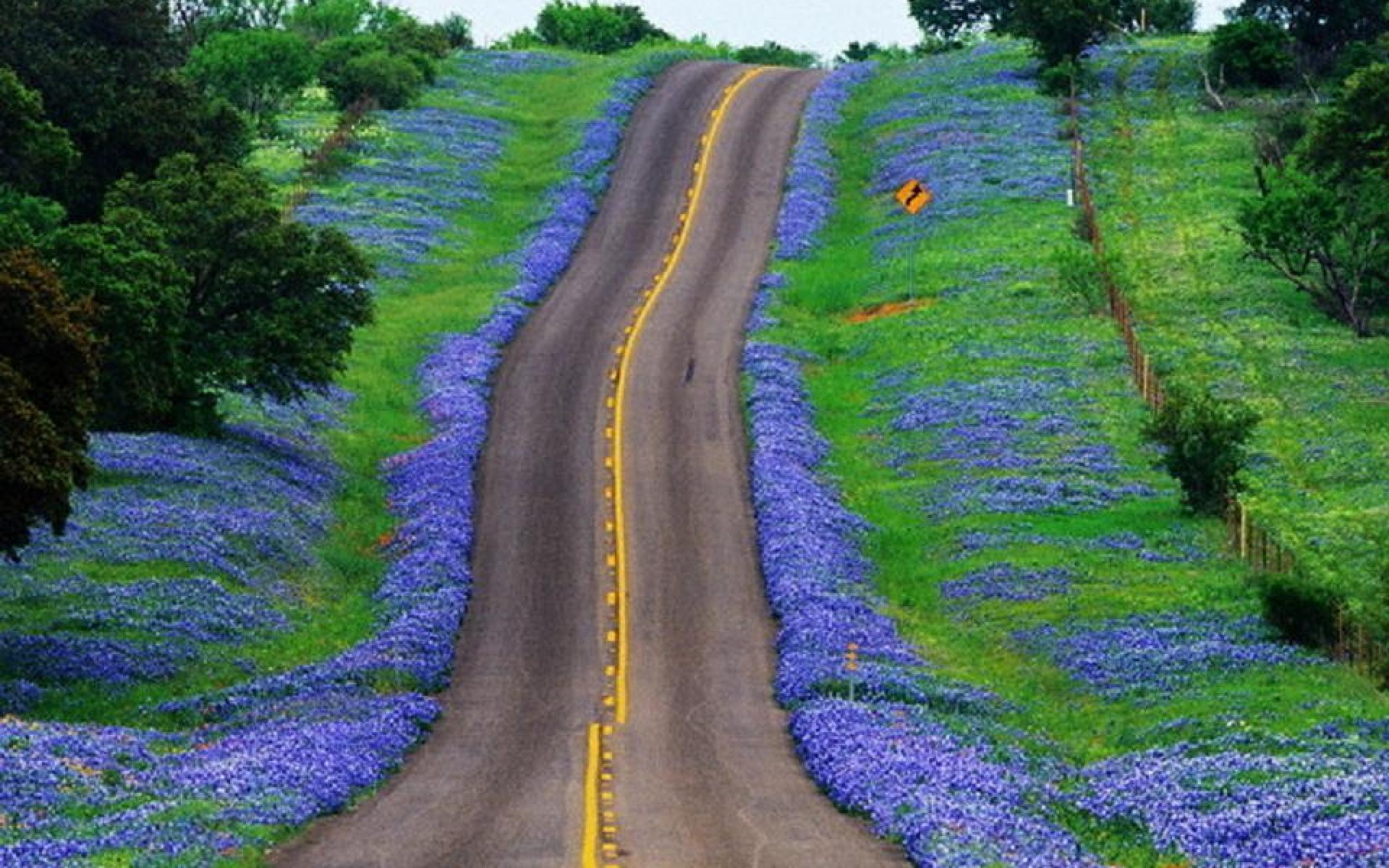 Bluebonnet Desktop Wallpaper, Bluebonnet Picture