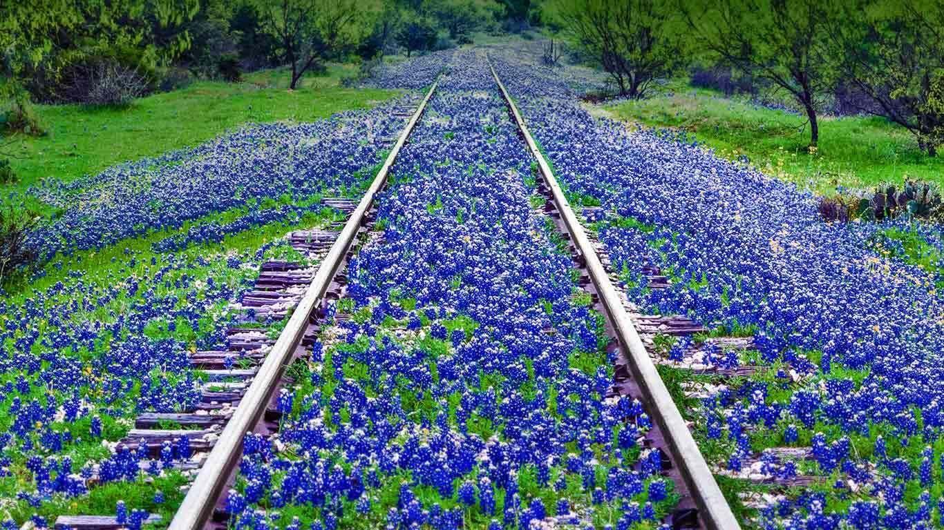 Bluebonnet Wildflowers Near Llano, Texas © Dszc E+ Getty Image
