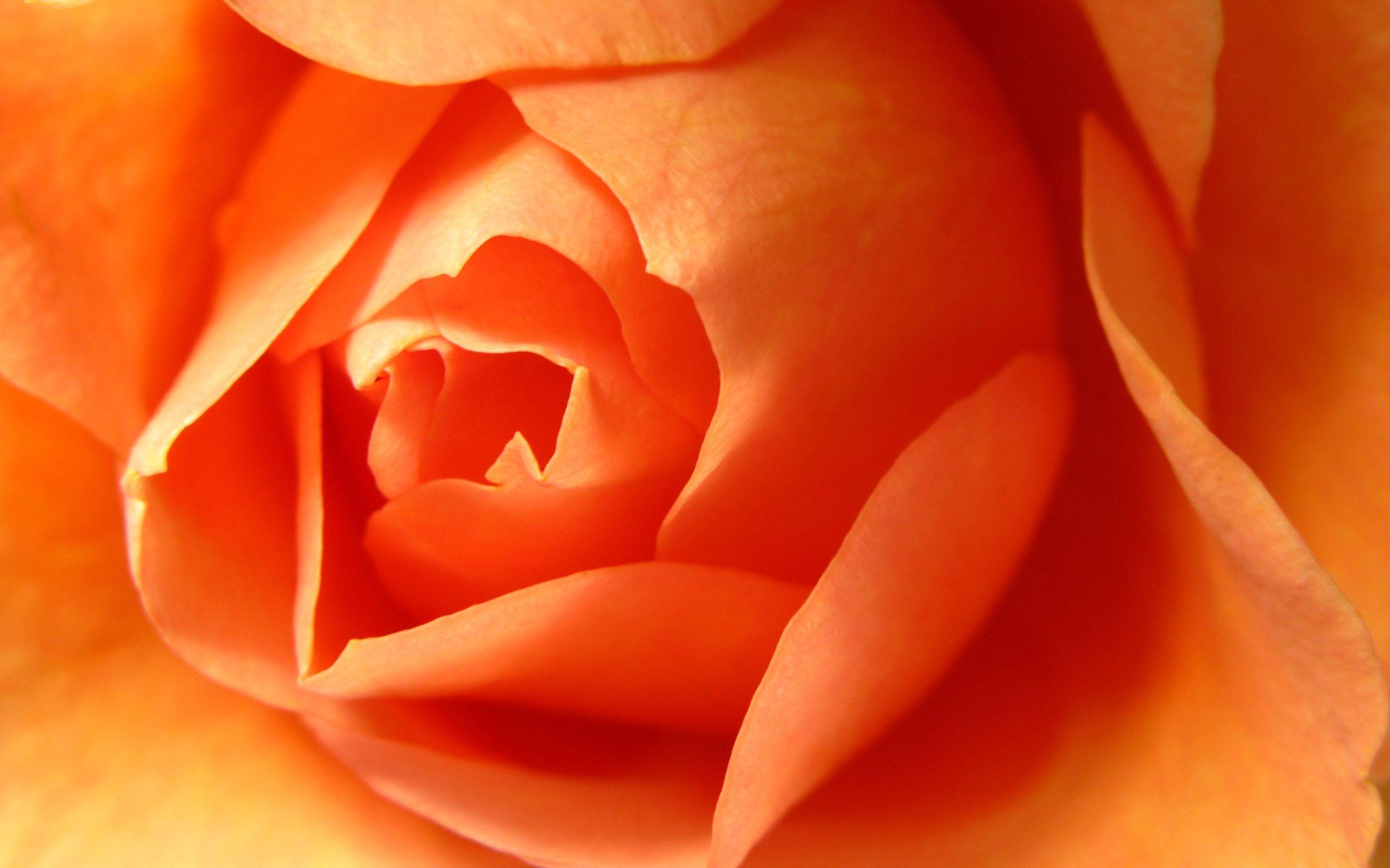 Color image Orange Flowers HD wallpaper and background photo
