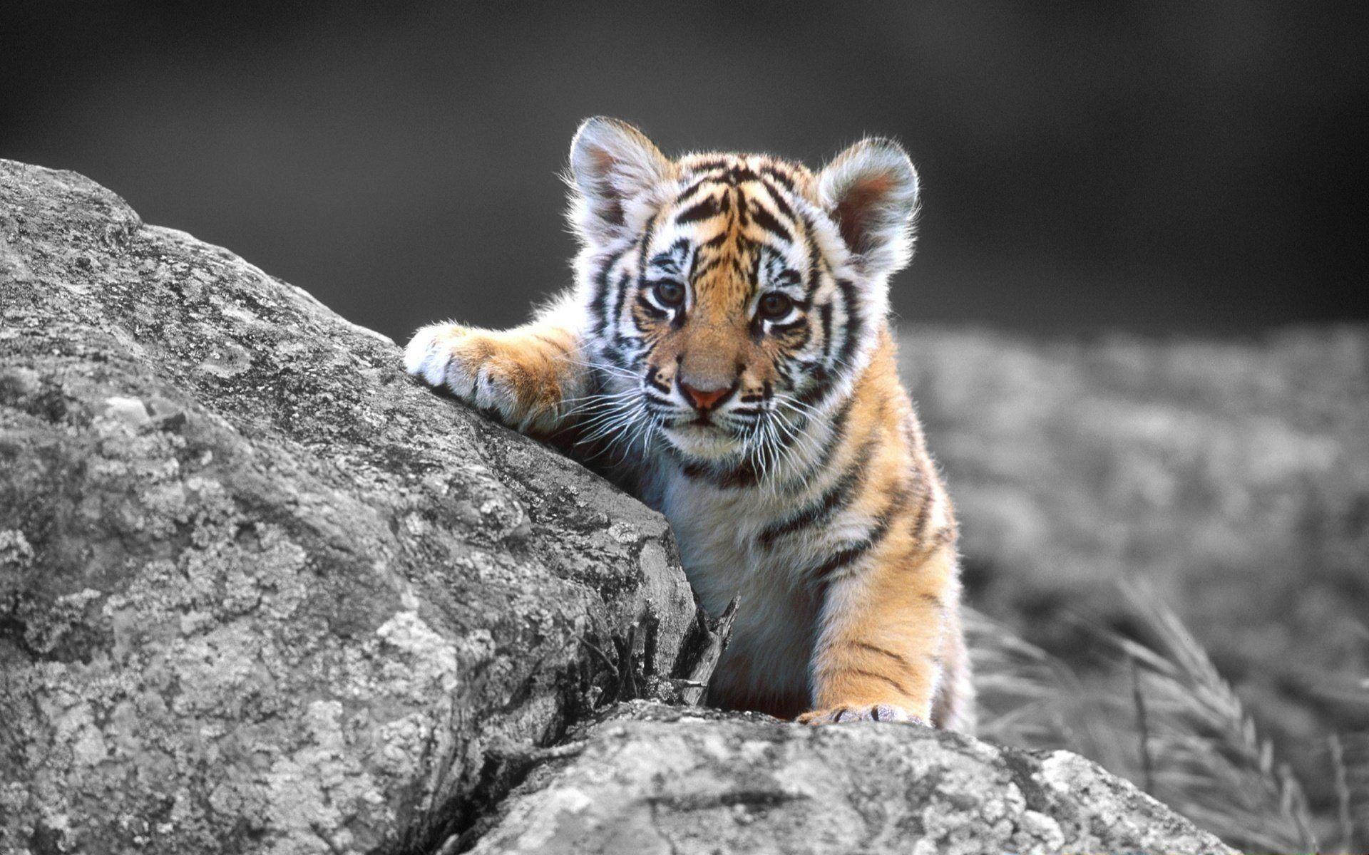 baby tiger image. Cute Tiger Baby Wallpaper Picture Photo