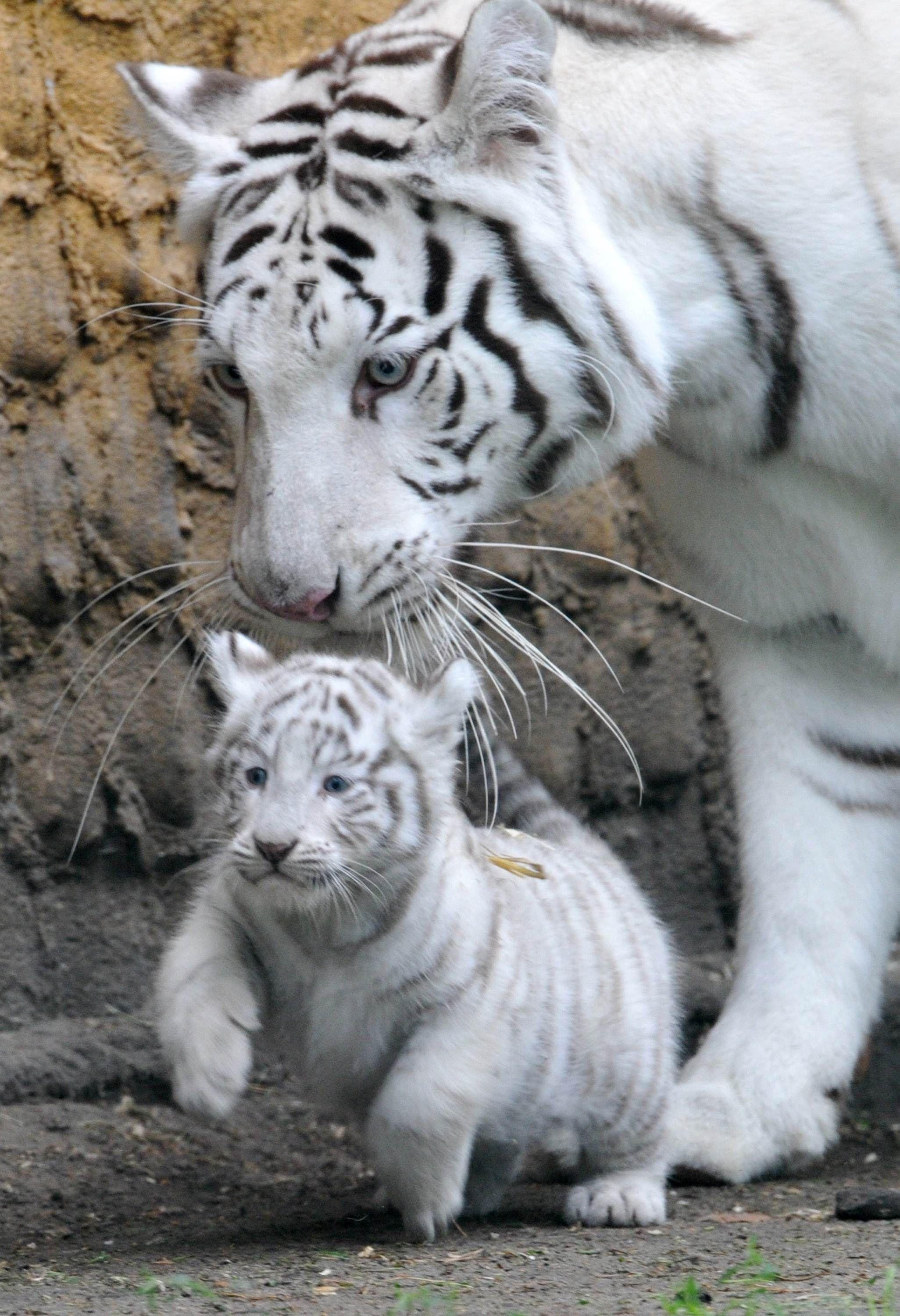 Cute White Tiger Cubs HD Wallpaper, Background Image