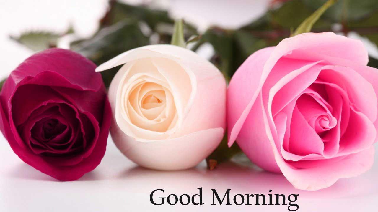 Cute Good Morning Image with Rose Flower. Leeja album