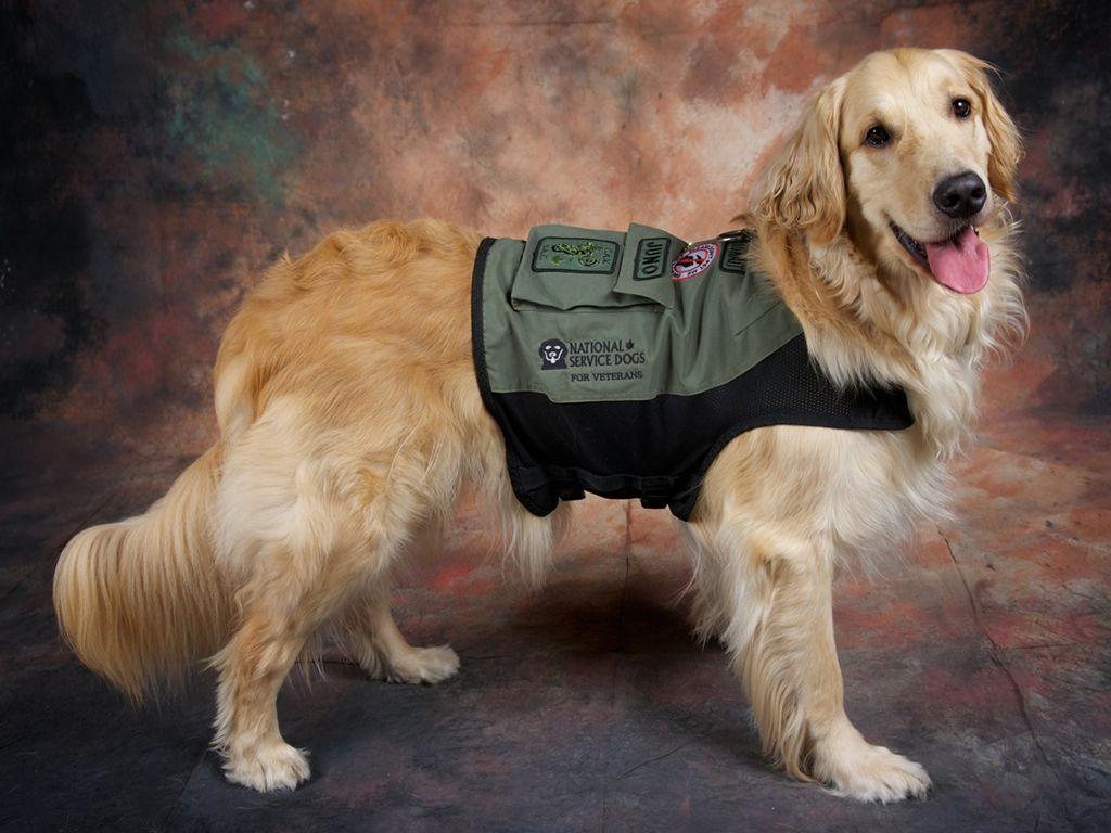 I am part of the NSD Companion Dog Team!. Service dogs