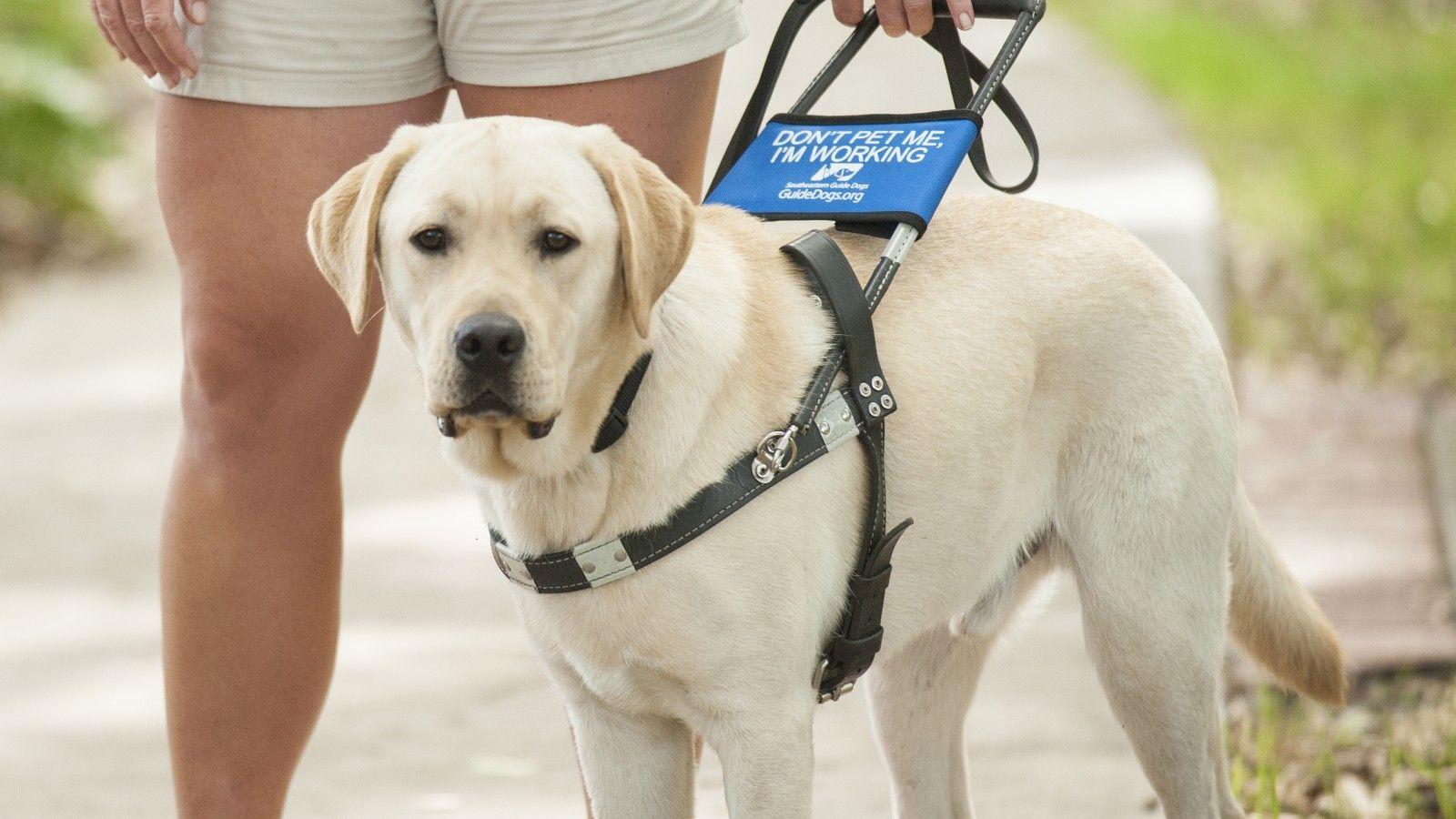 Pics Of Guide Dogs