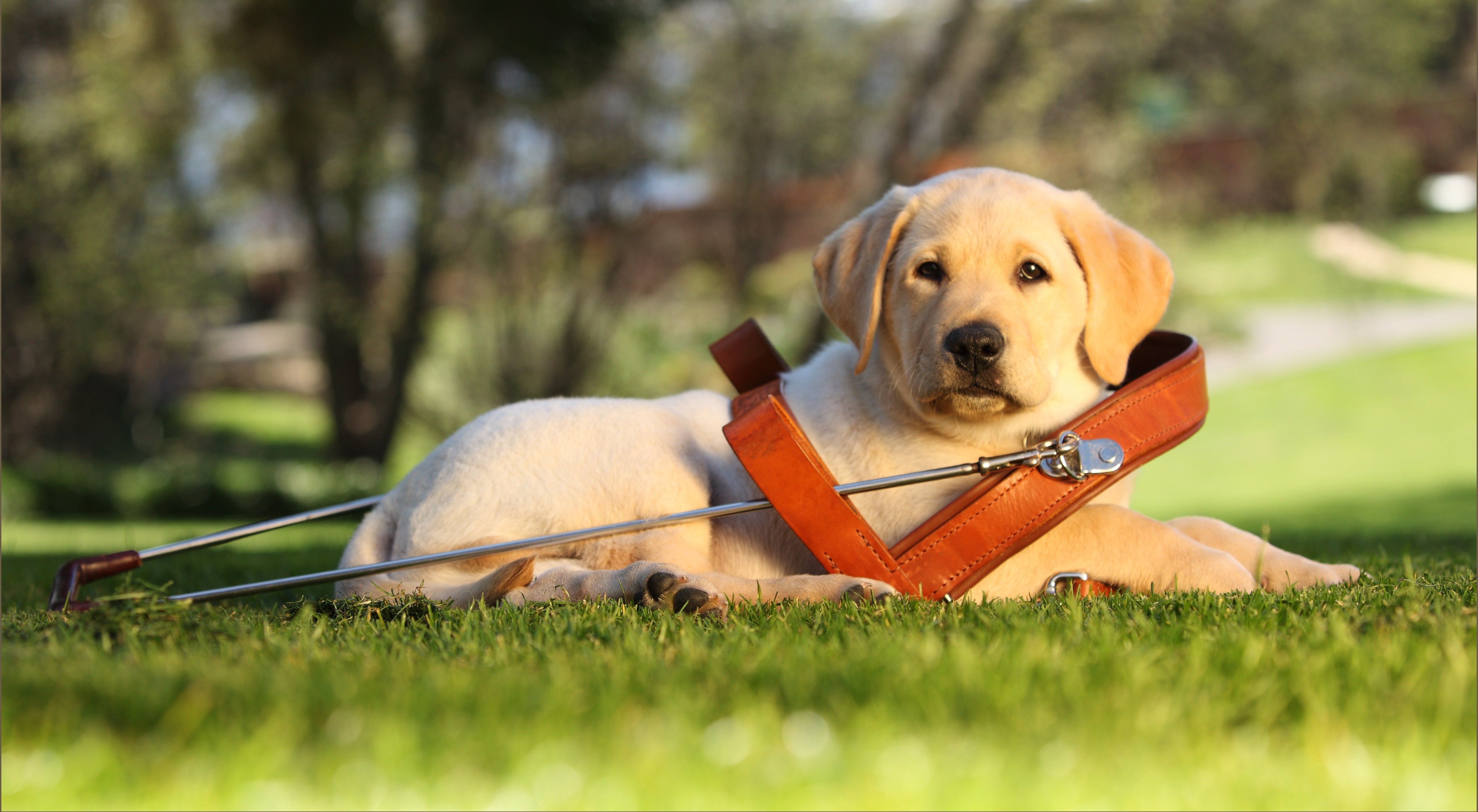 Pics Of Guide Dogs