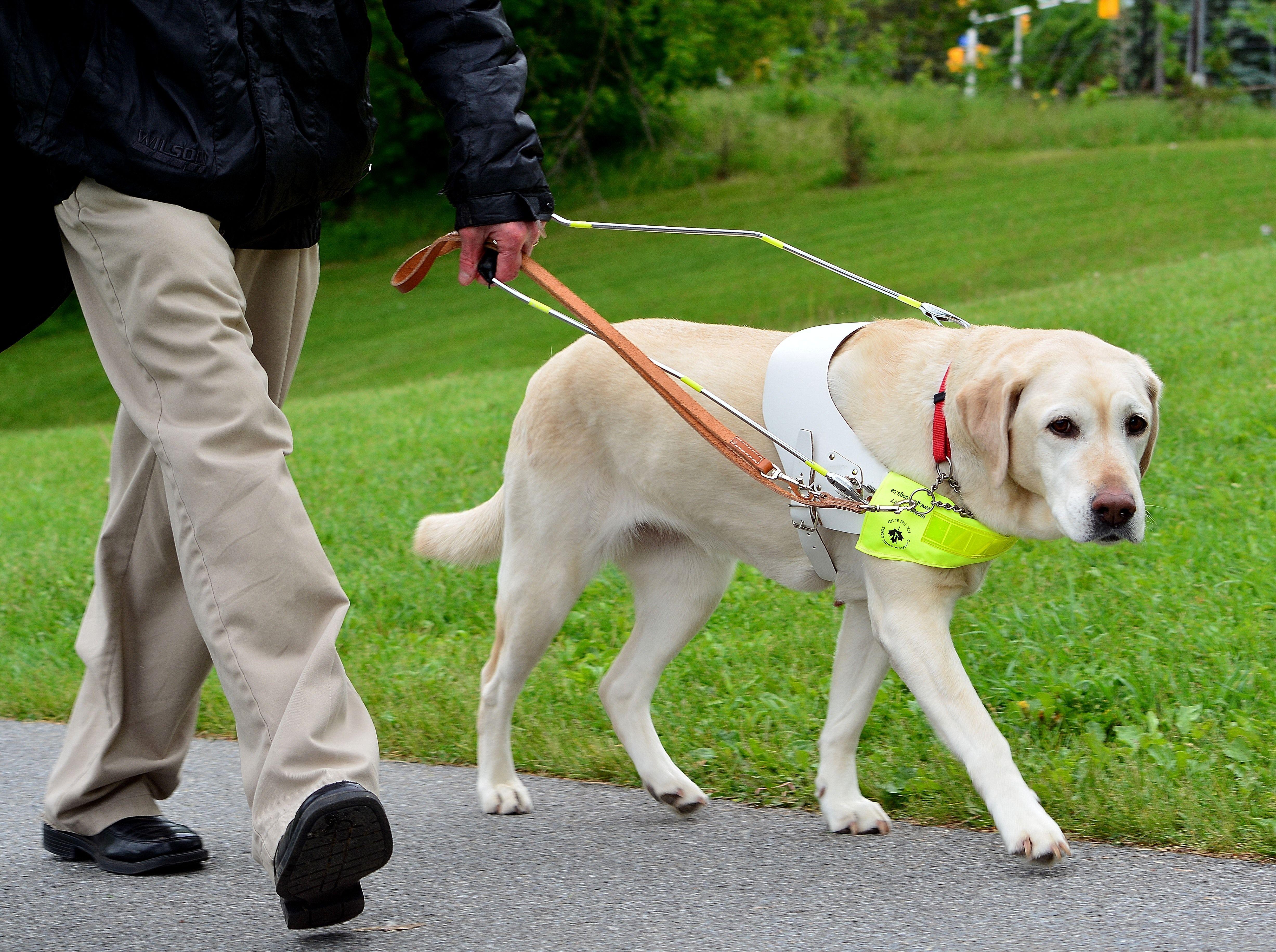 Guide Dog Wallpaper High Quality