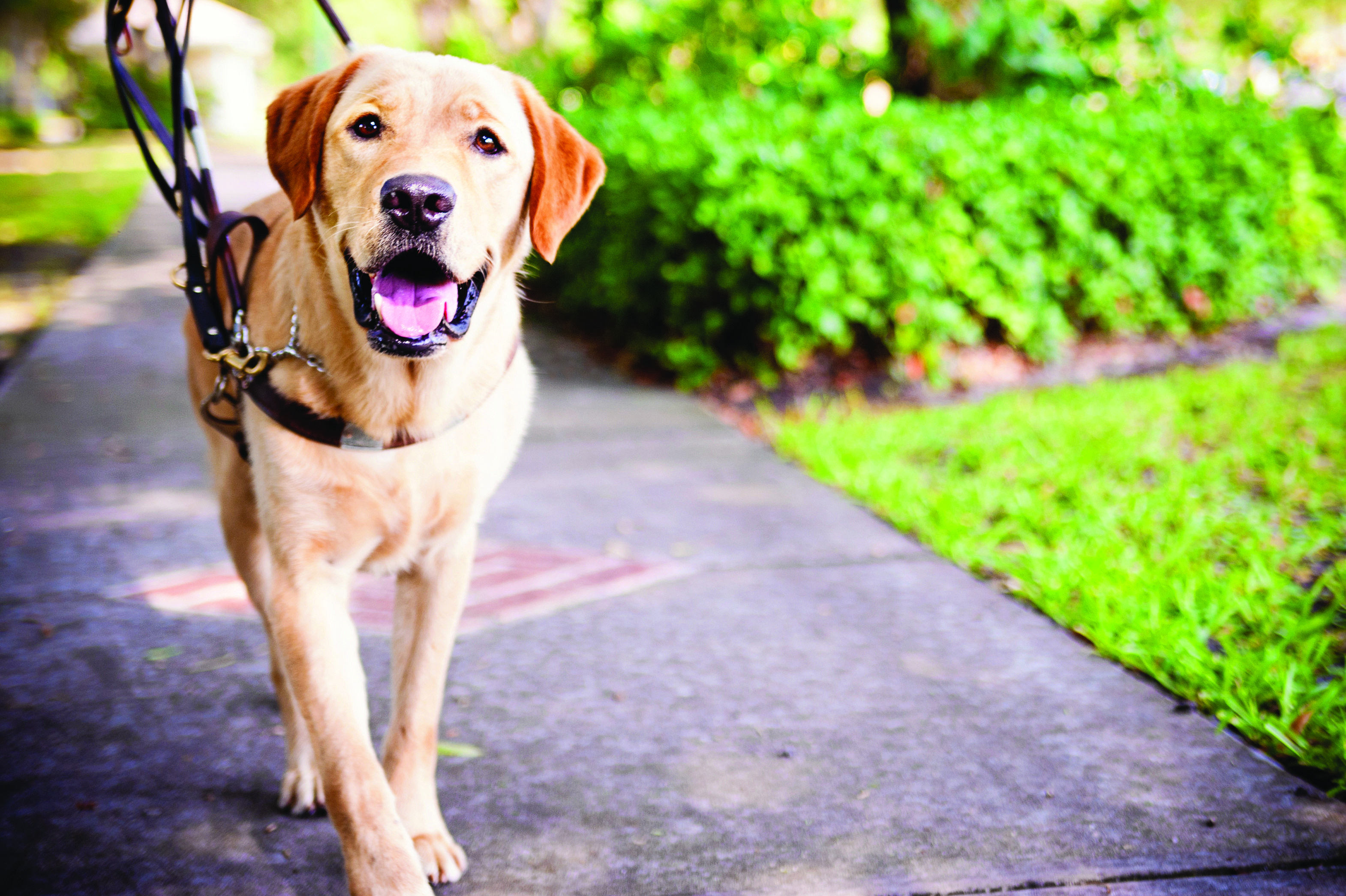 Guide Dog Wallpaper High Quality