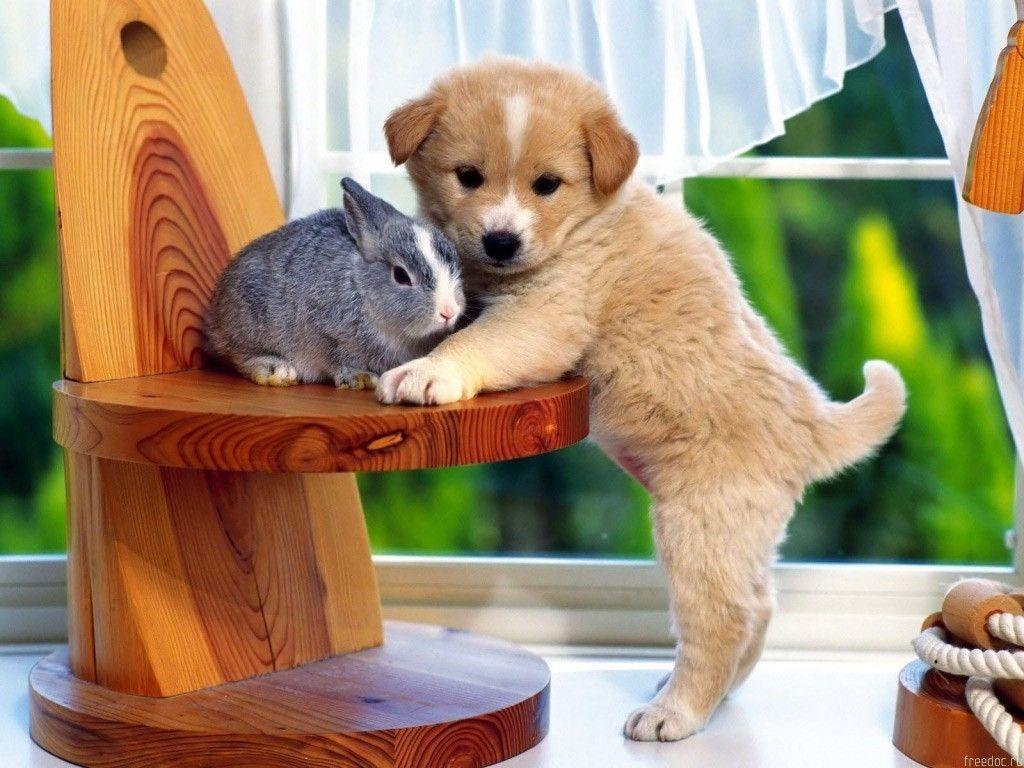 Pets Animal Photo: Little Dog and Rabbit Dog Wallpaper