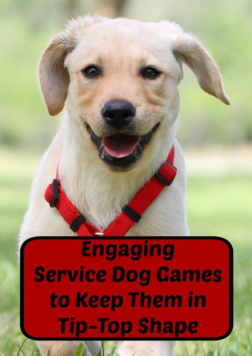 Engaging Service Dog Games To Keep Them In Tip Top Shape
