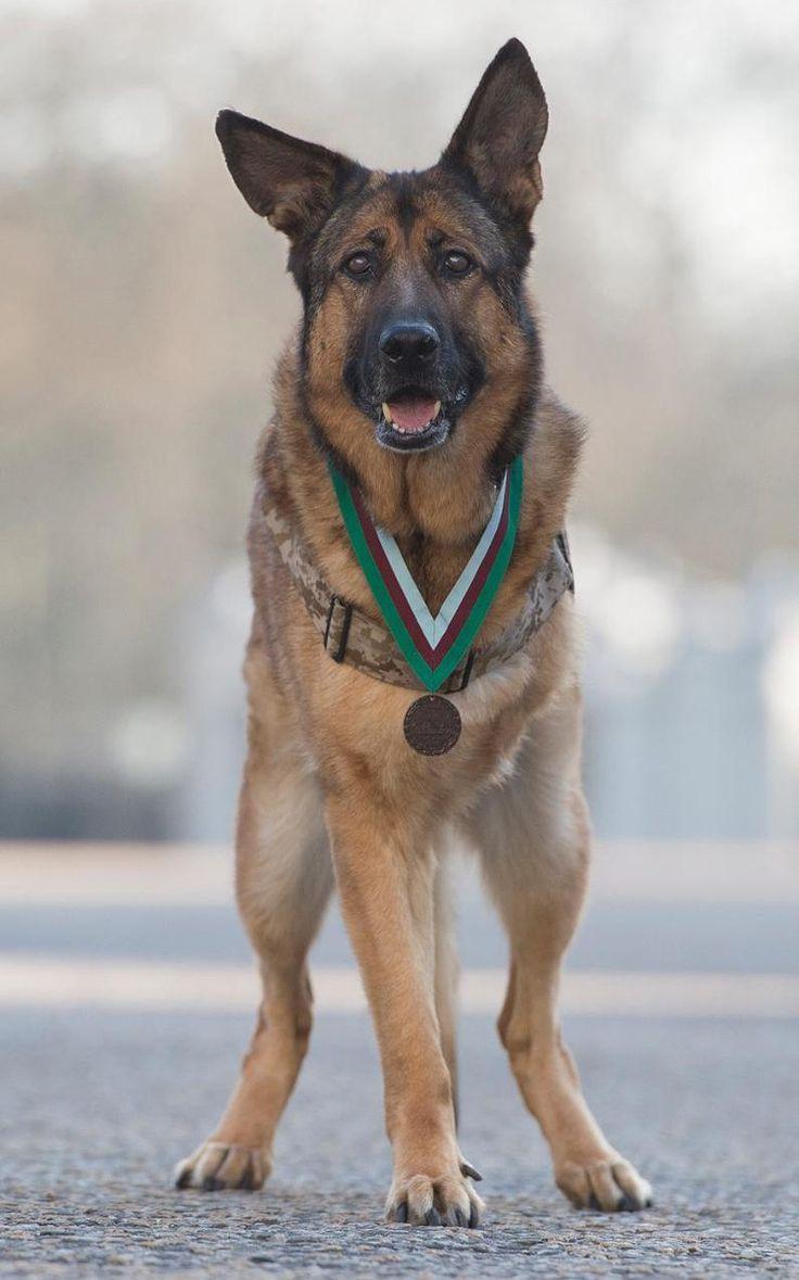 best Canine Warriors image. Military working dogs