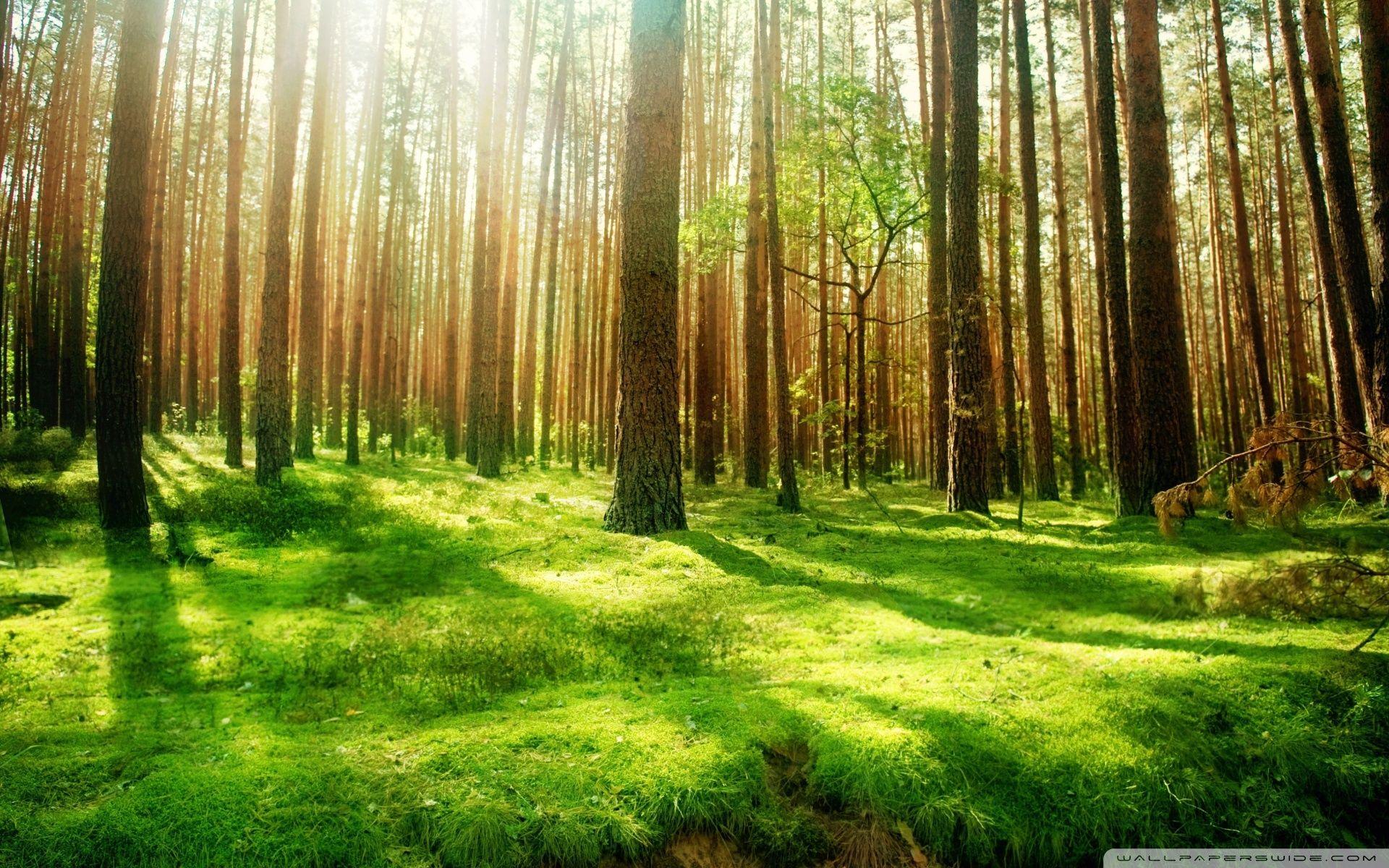 Beautiful Forest Scenery ❤ 4K HD Desktop Wallpaper for 4K Ultra HD