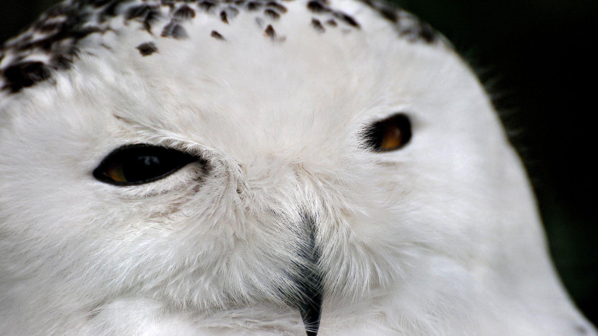 Owl Tag wallpaper: Owl Birds Chicks Owls Virginia Photo HD