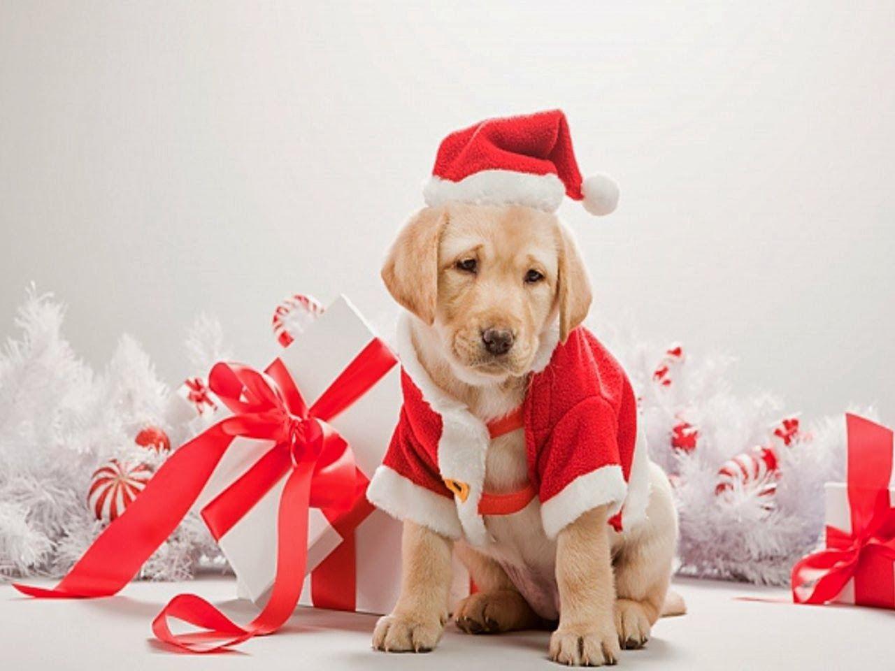 Cute Christmas Dog Wallpaper 2014. Christmas puppy, Christmas dog, Dog christmas gifts