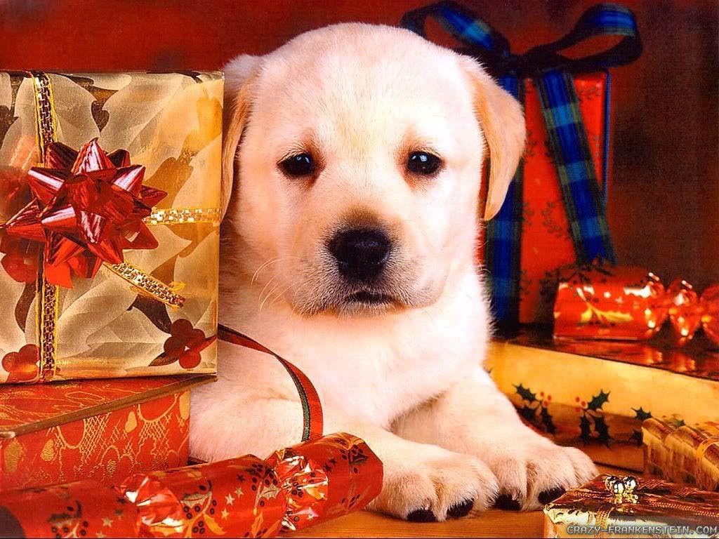 Christmas Puppies HD Wallpaper, Background Image